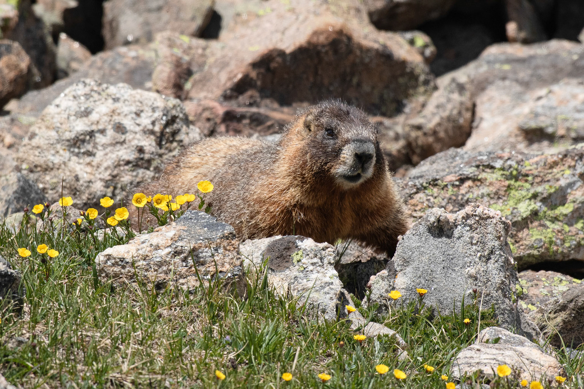 Marmot