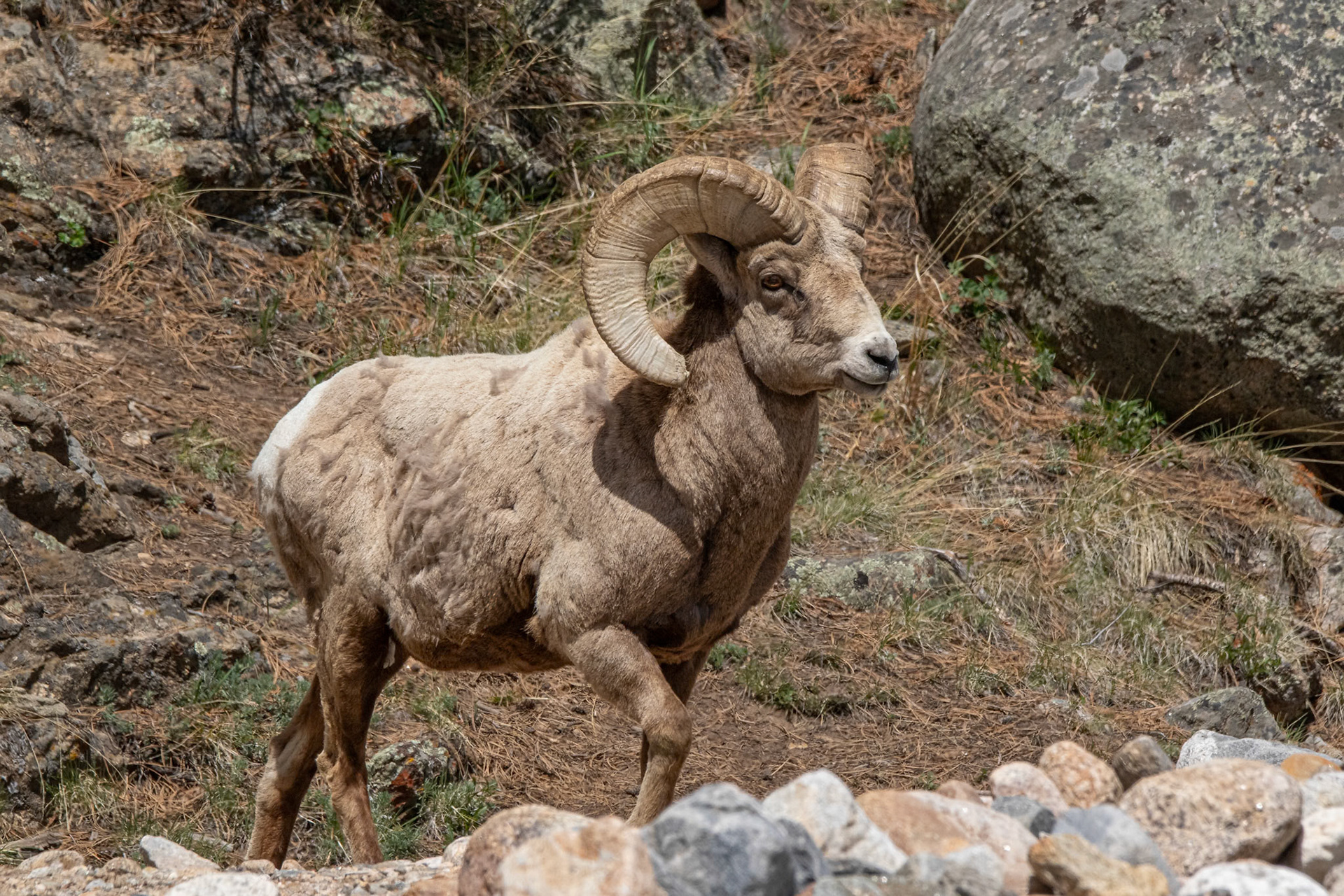 Big Horn Ram