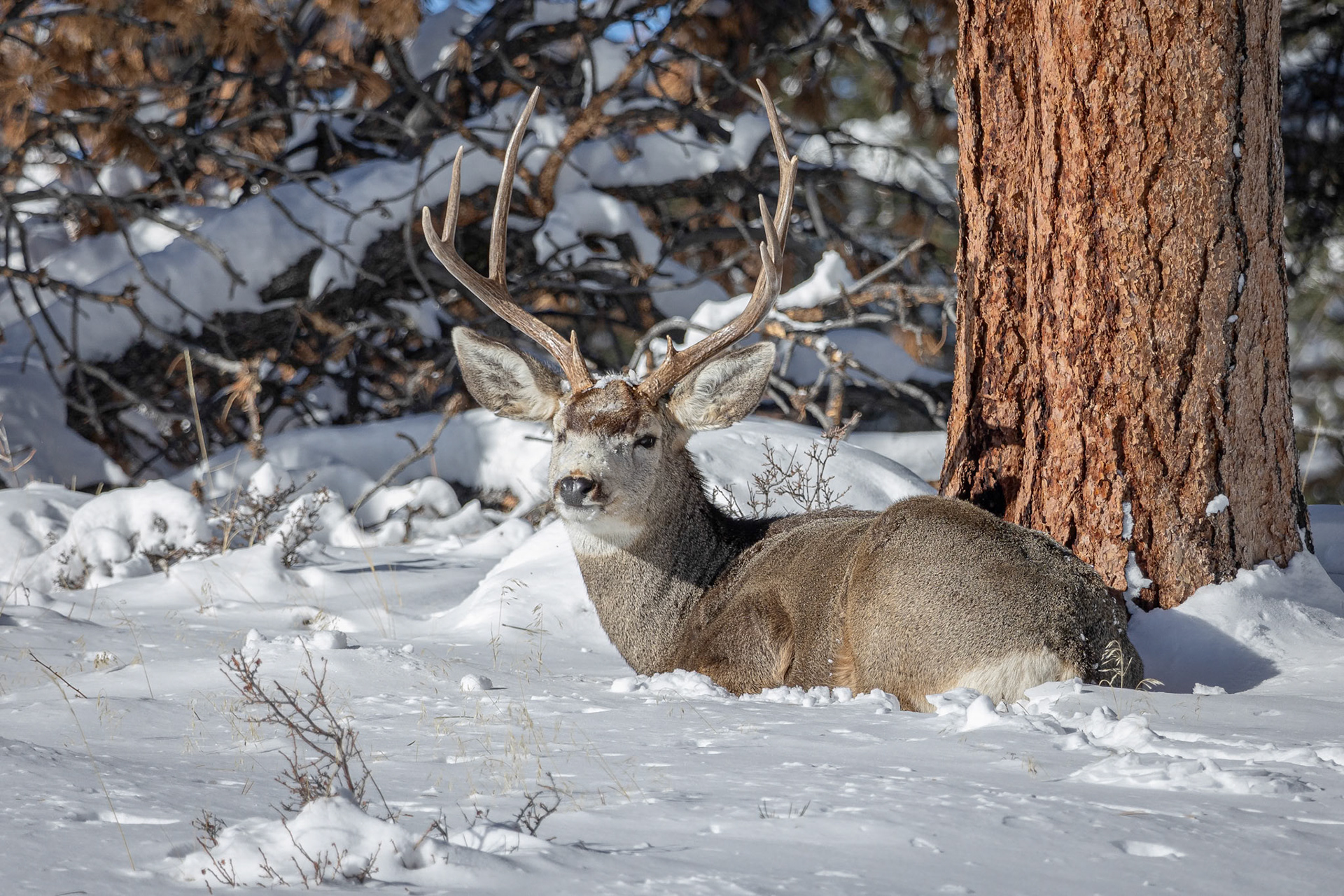 Mule Deer Enjoying Winter Sun