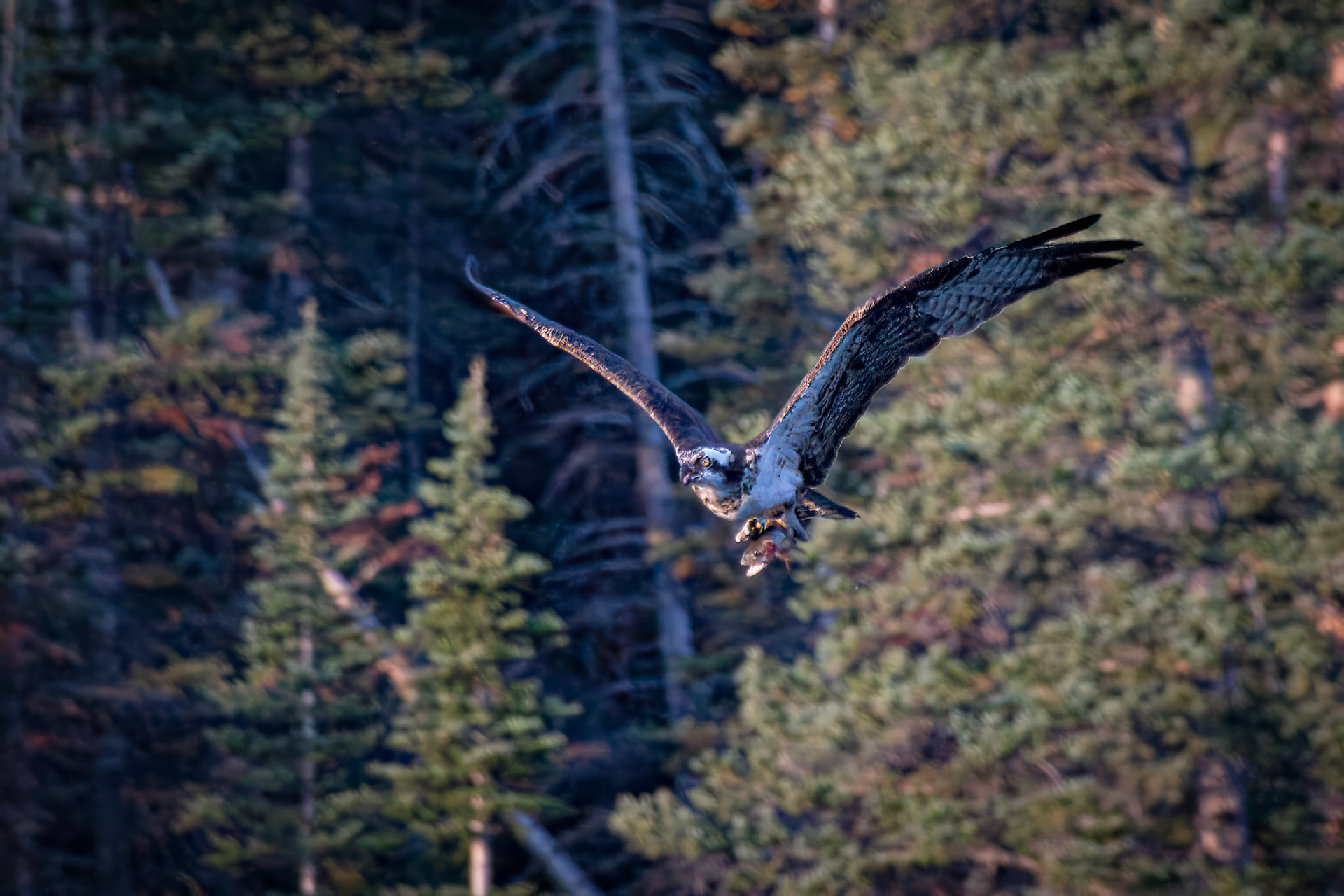 Osprey With Cutthroat Trout