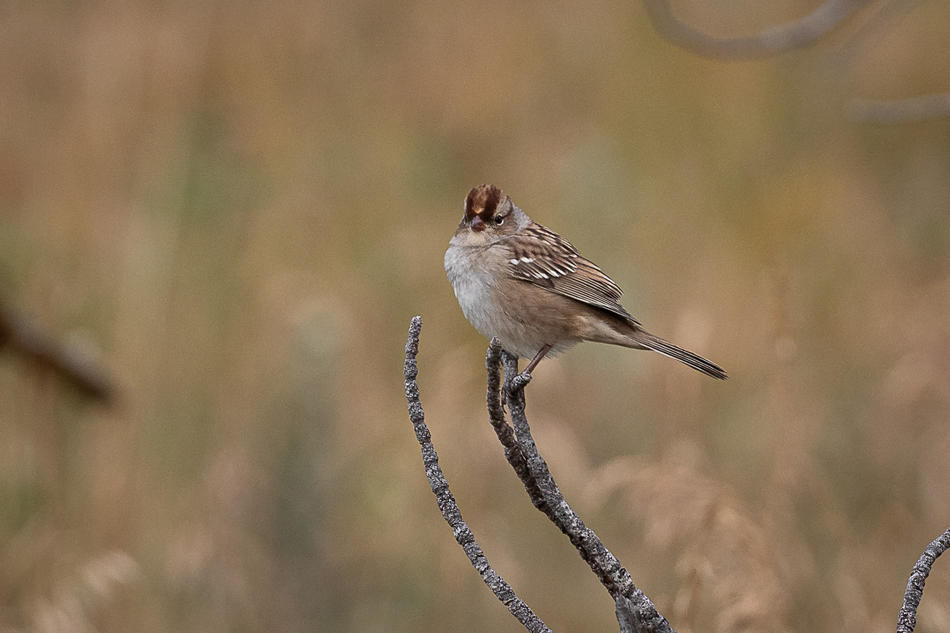 Chipping Sparrow