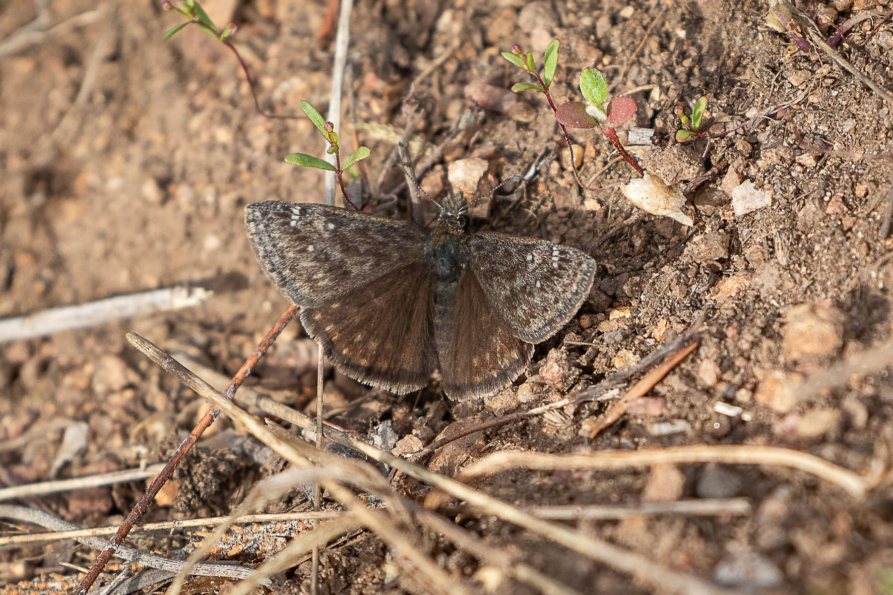 Common Sootywing