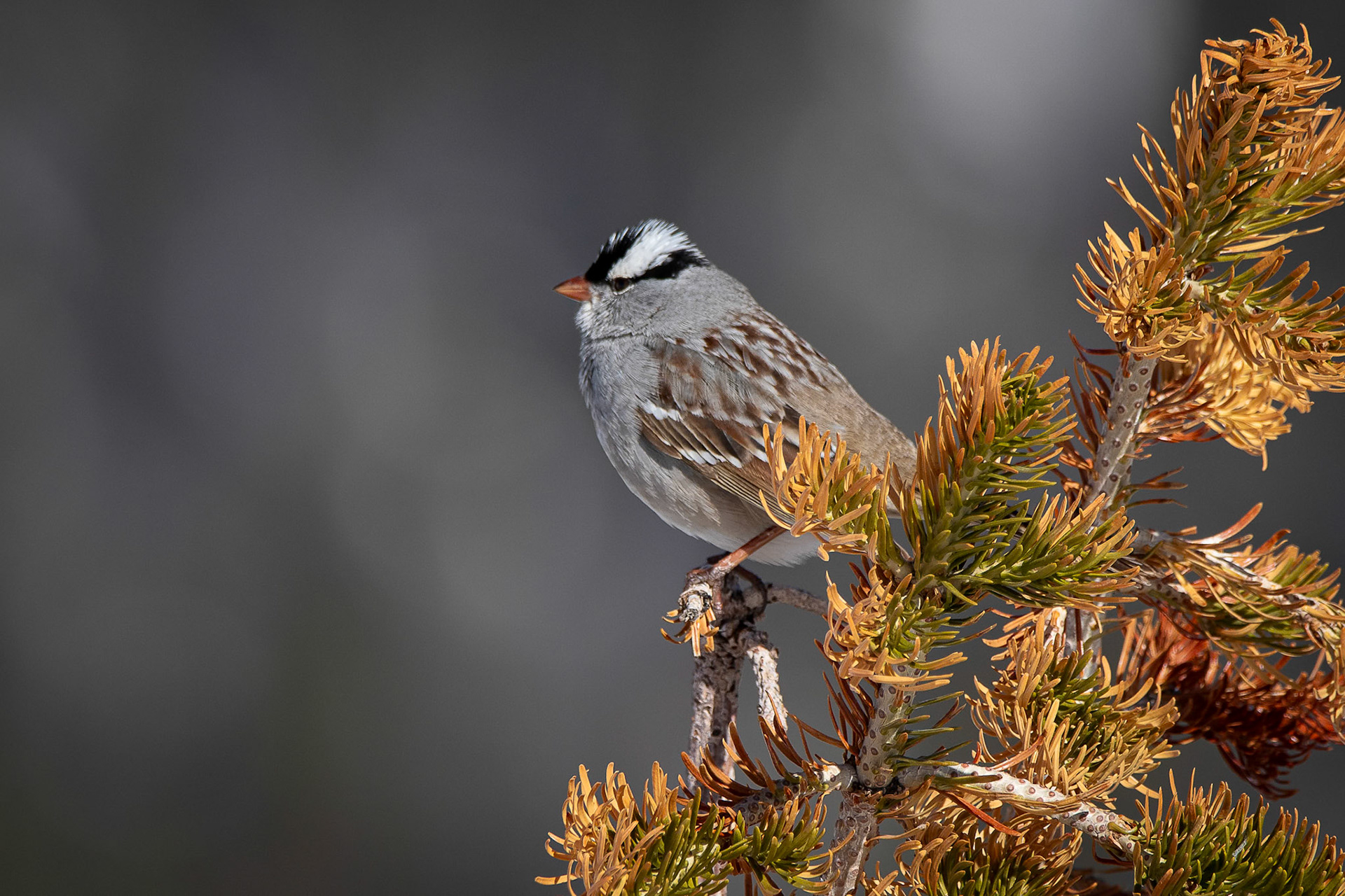 White-crowned Sparrow