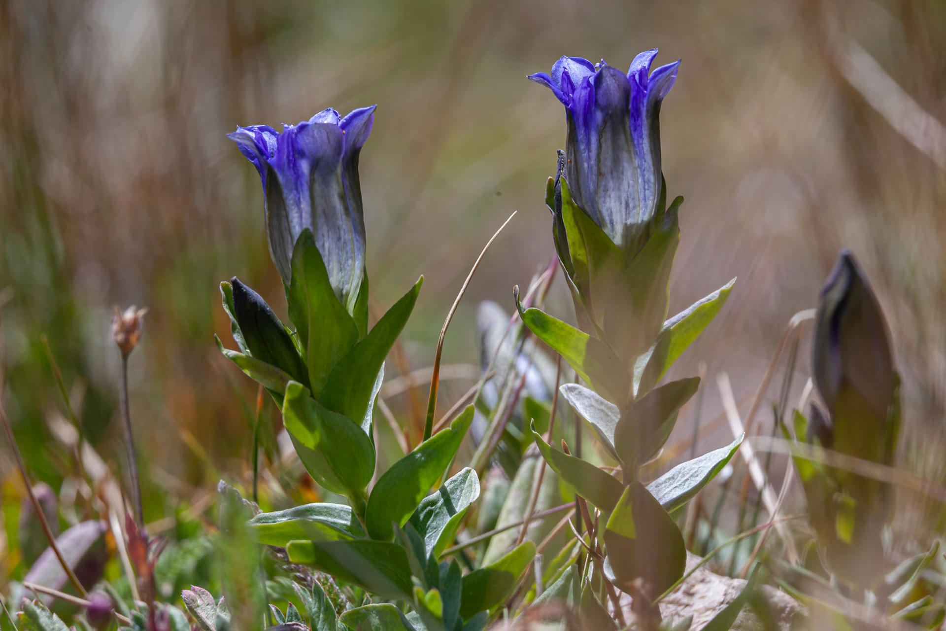 Gentian, Blue