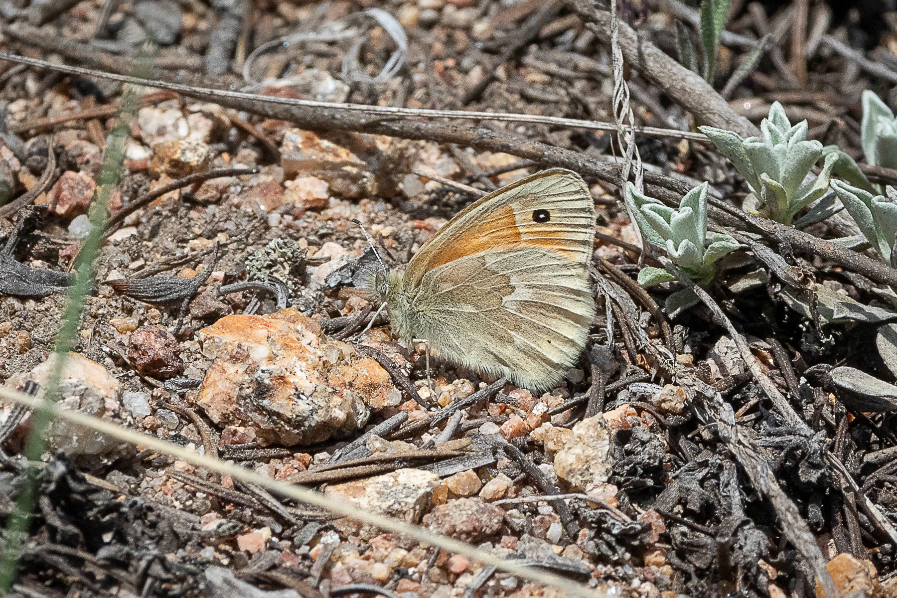 Common Ringlet