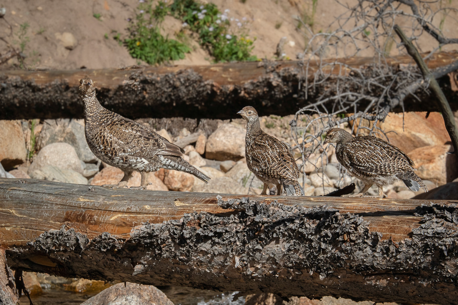 Dusky Grouse and Chicks