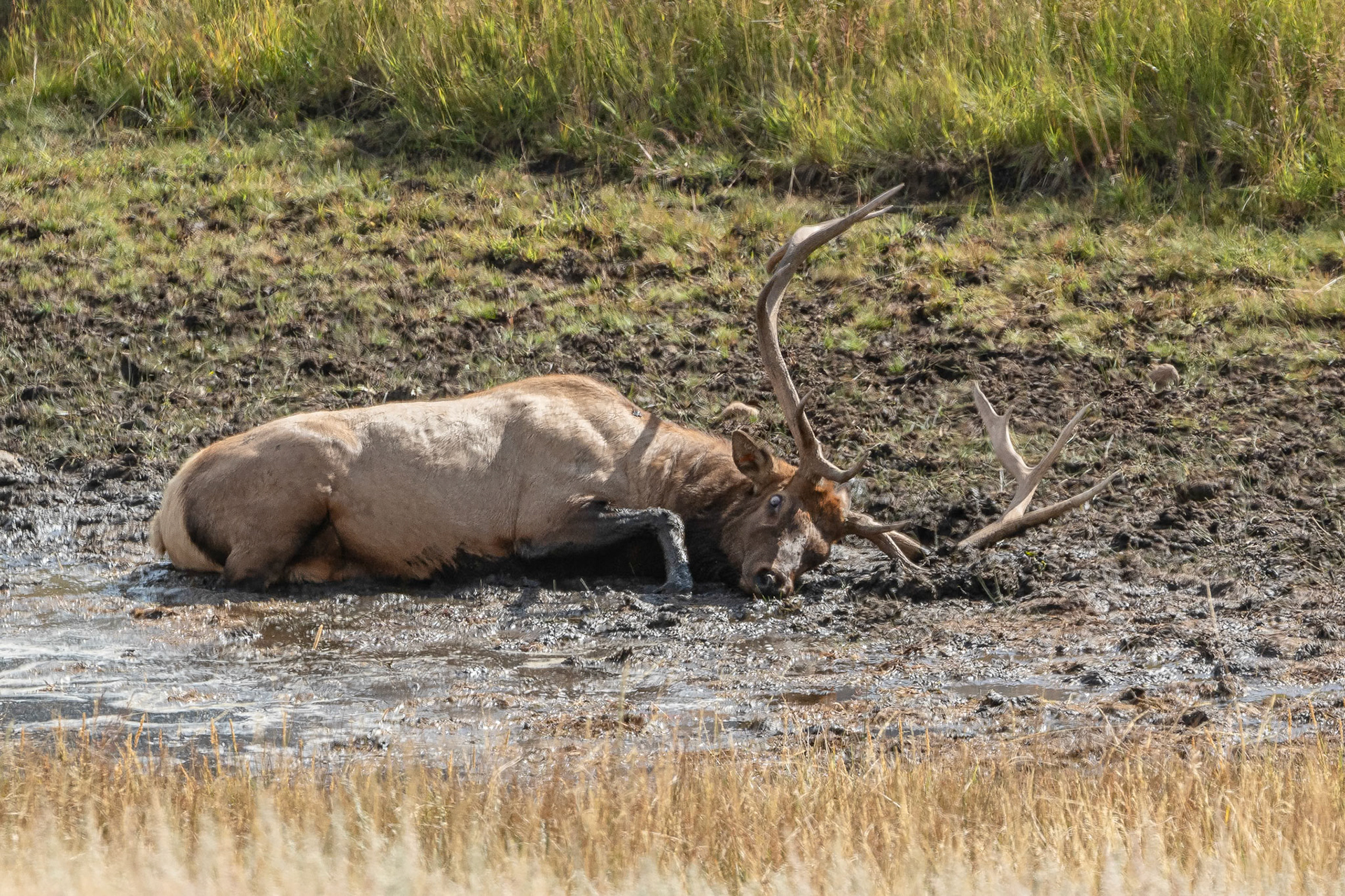 Bull Elk Wallowing In The Mud During The Rut
