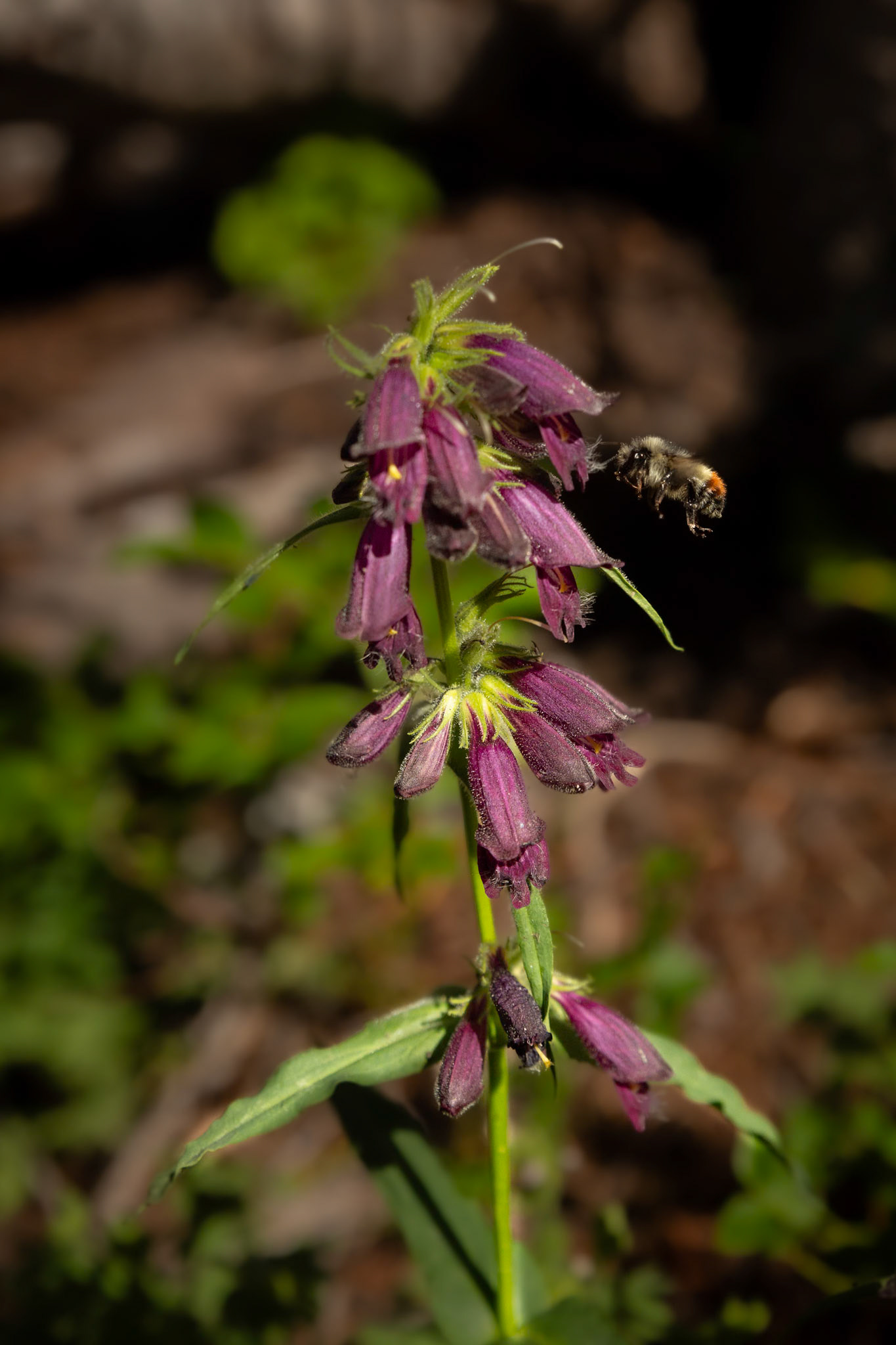 Penstemon whippleanus,   Whipple Penstemon