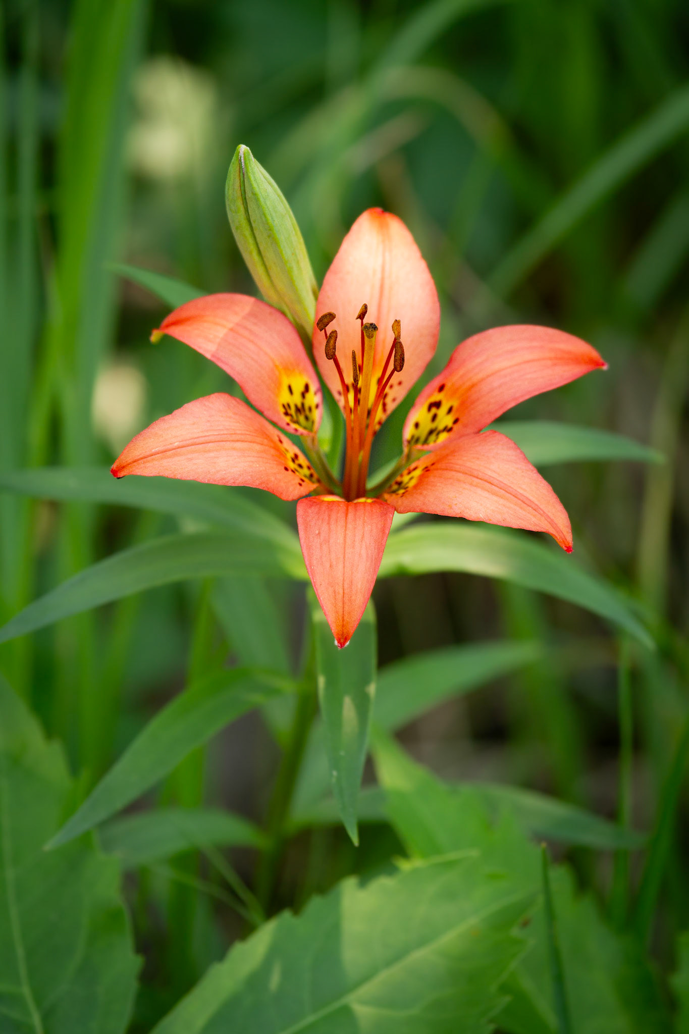Wood Lily