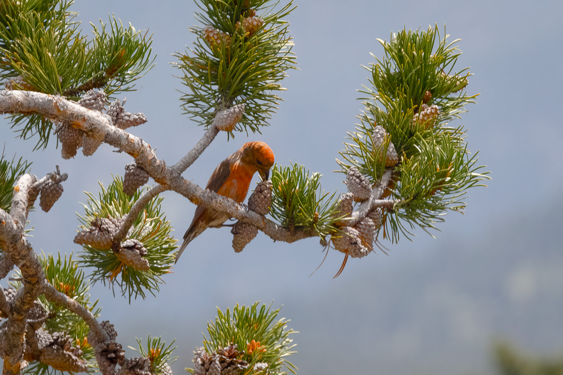 Red Crossbill