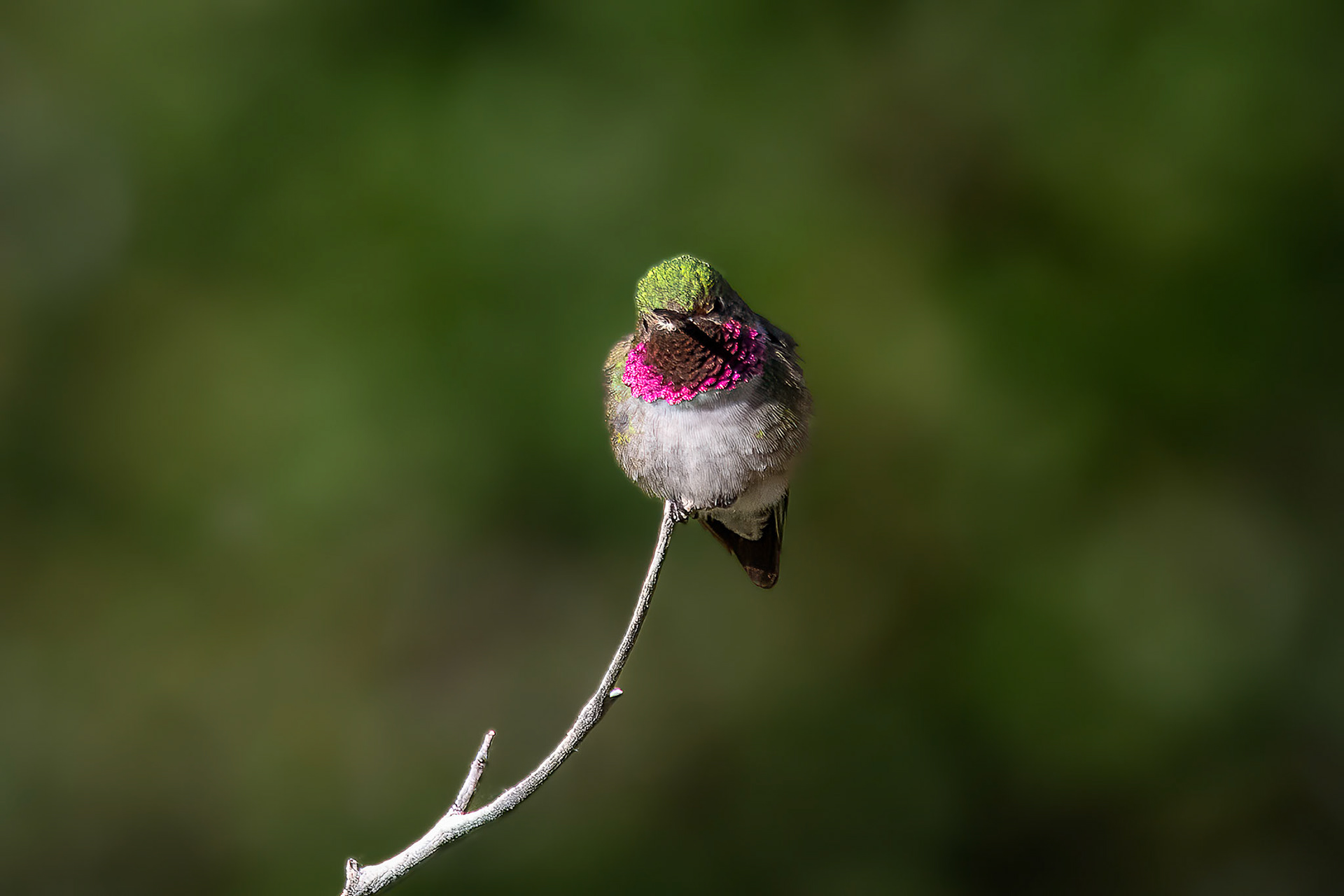Broad-tailed Hummingbird