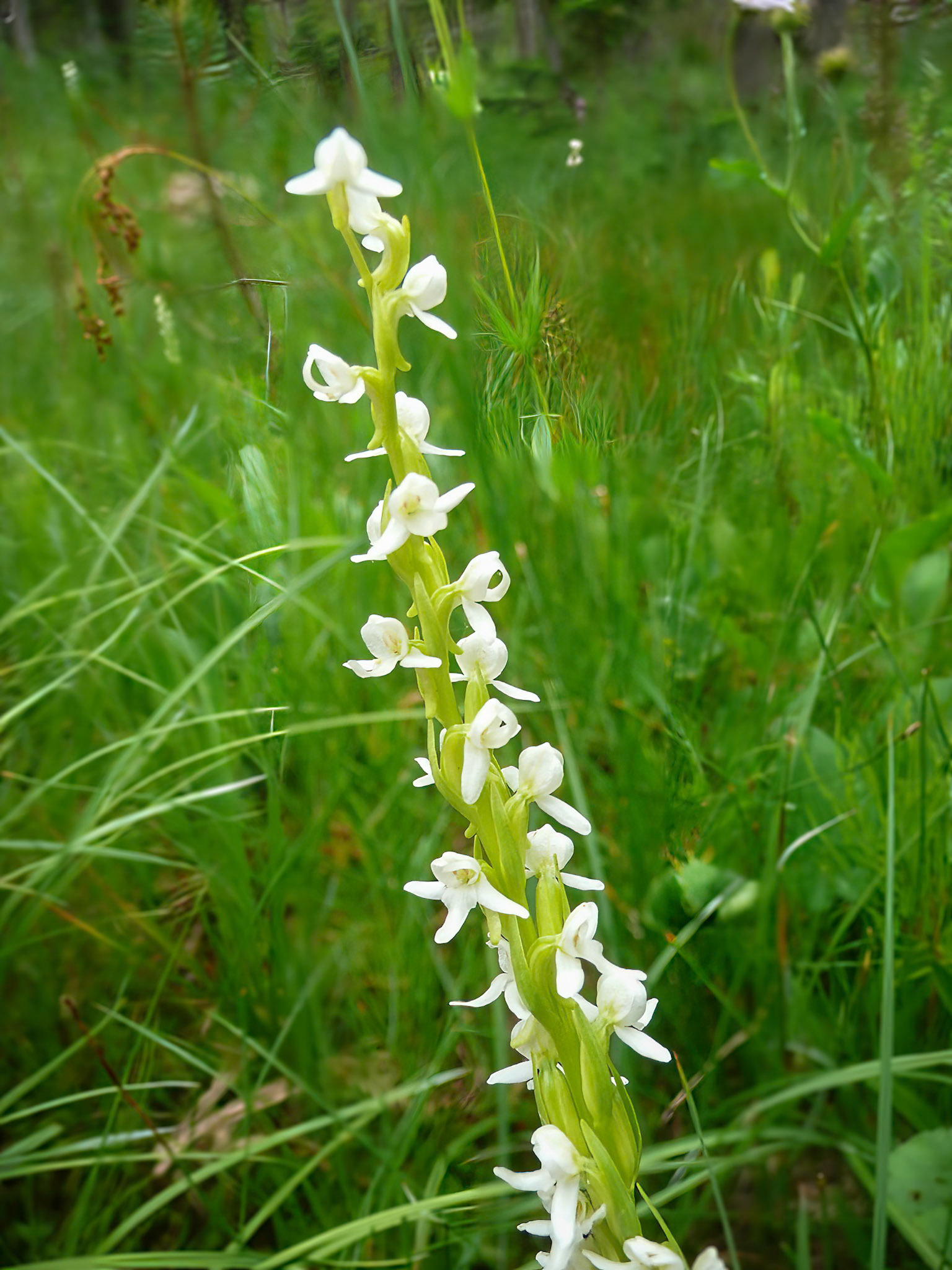 Bog Orchid, White
