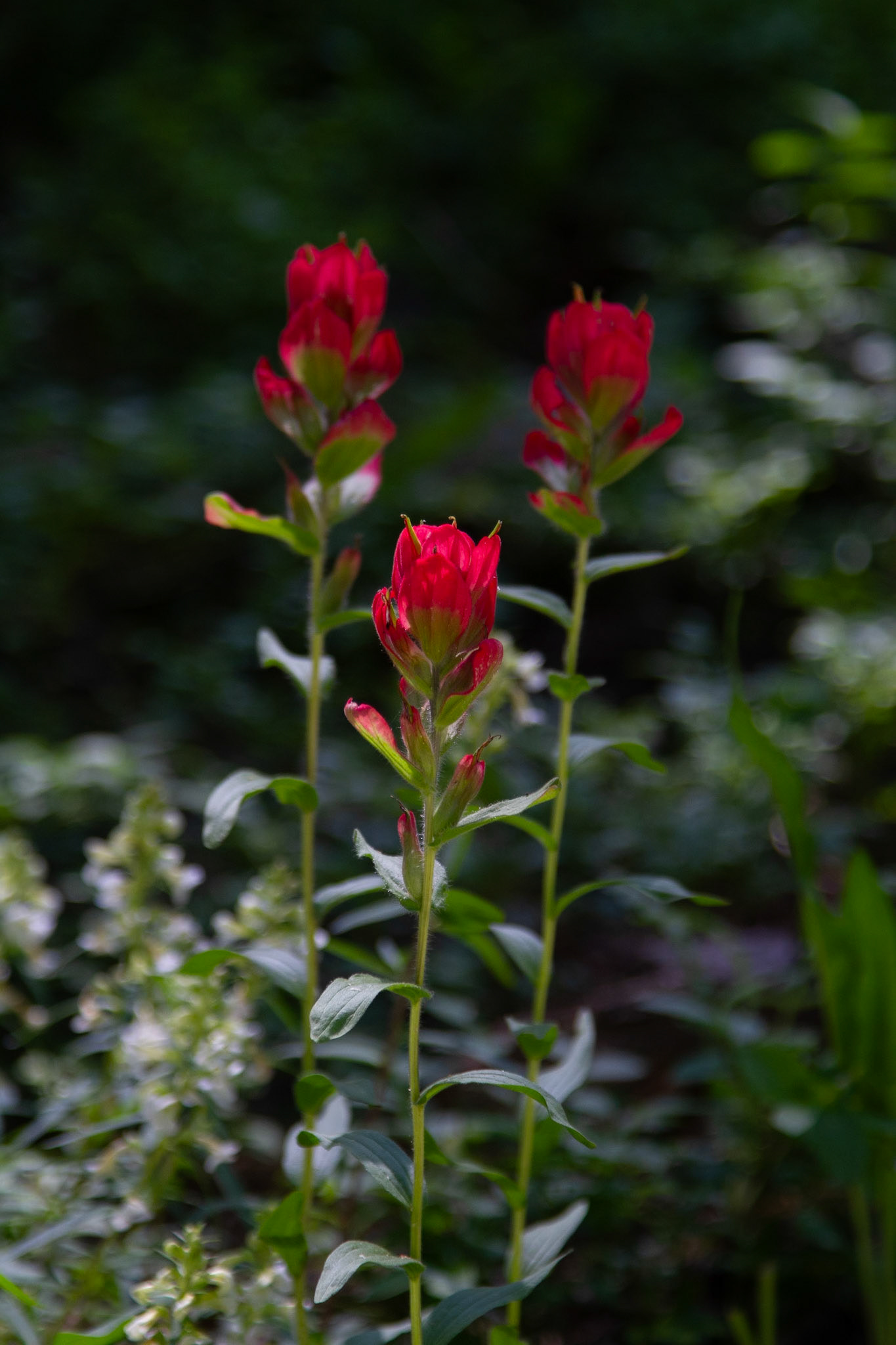 Paintbrush, Narrowleaf