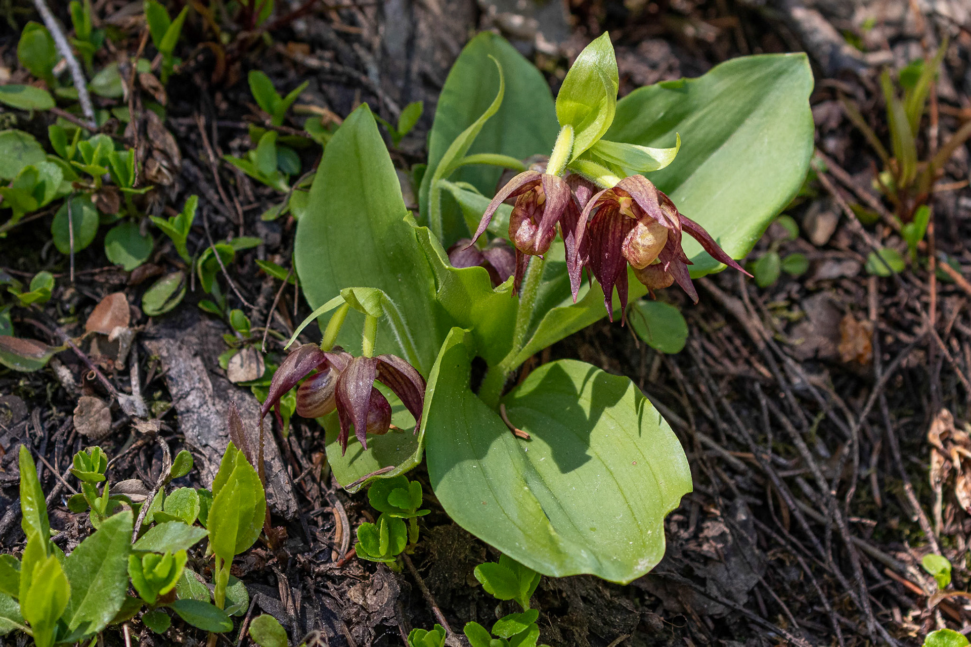 Brownie Lady's Slipper,  Orchid