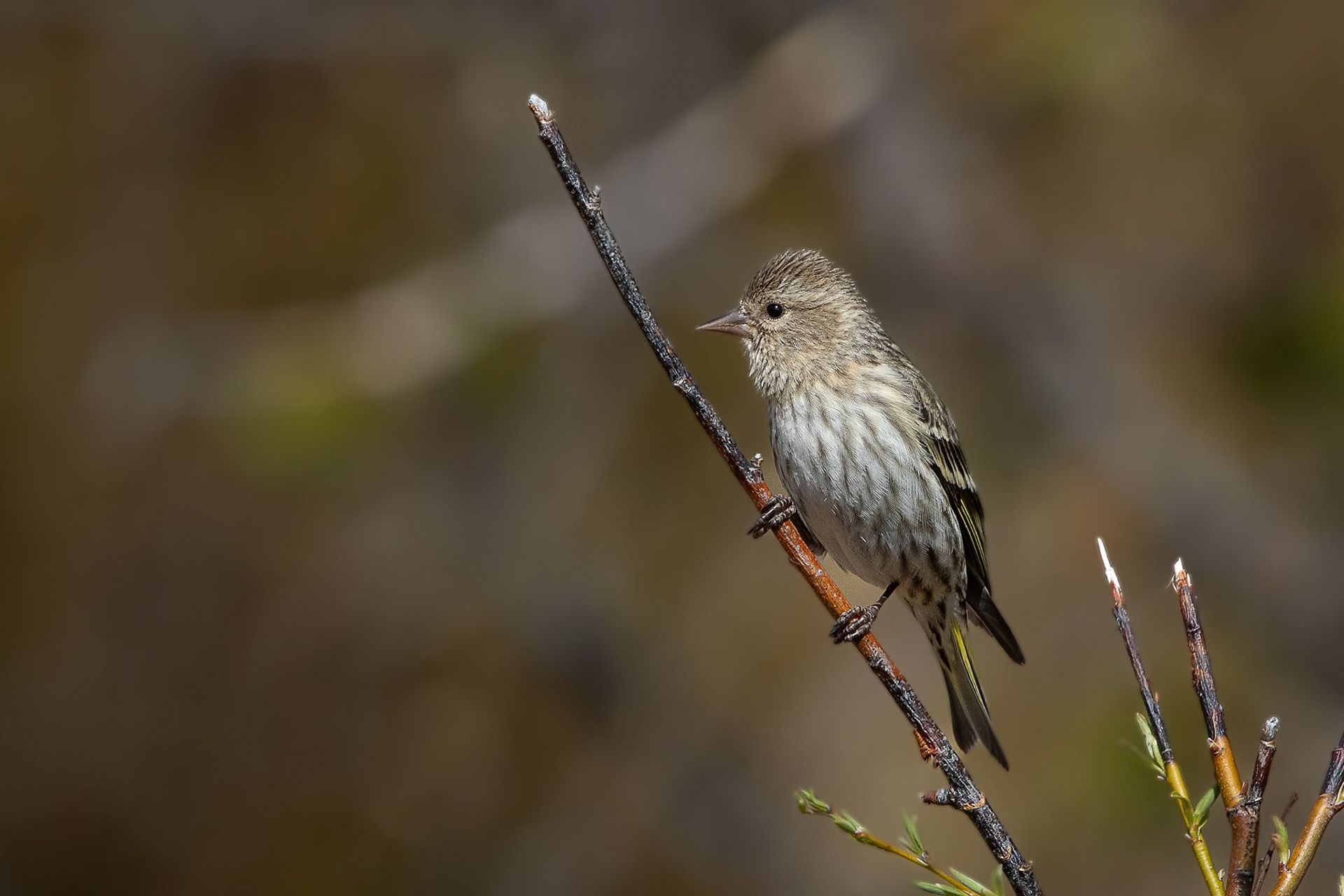 Pine Siskin