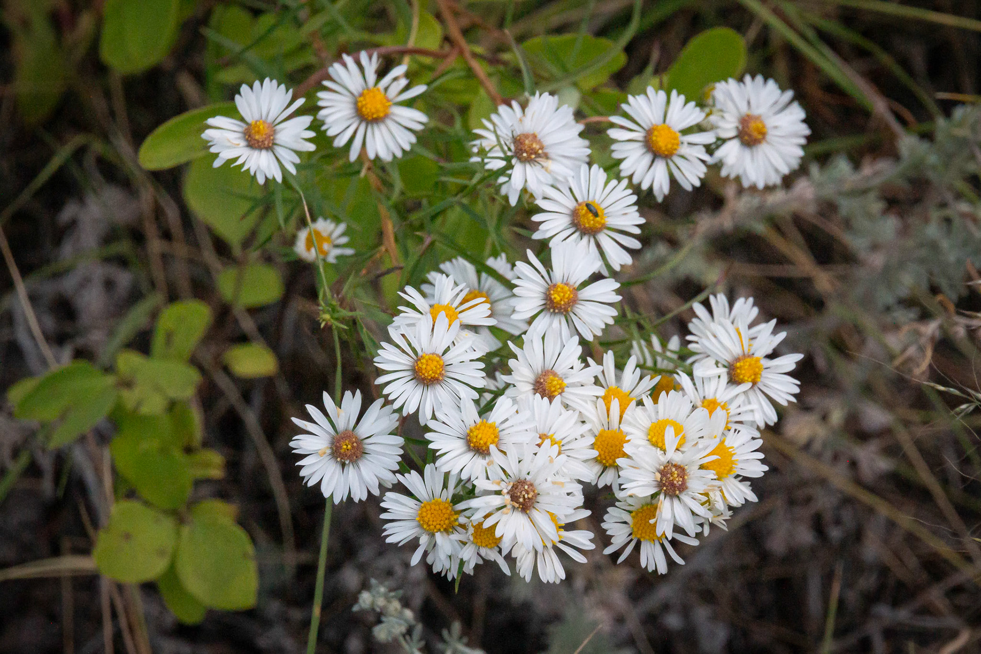 White Aster
