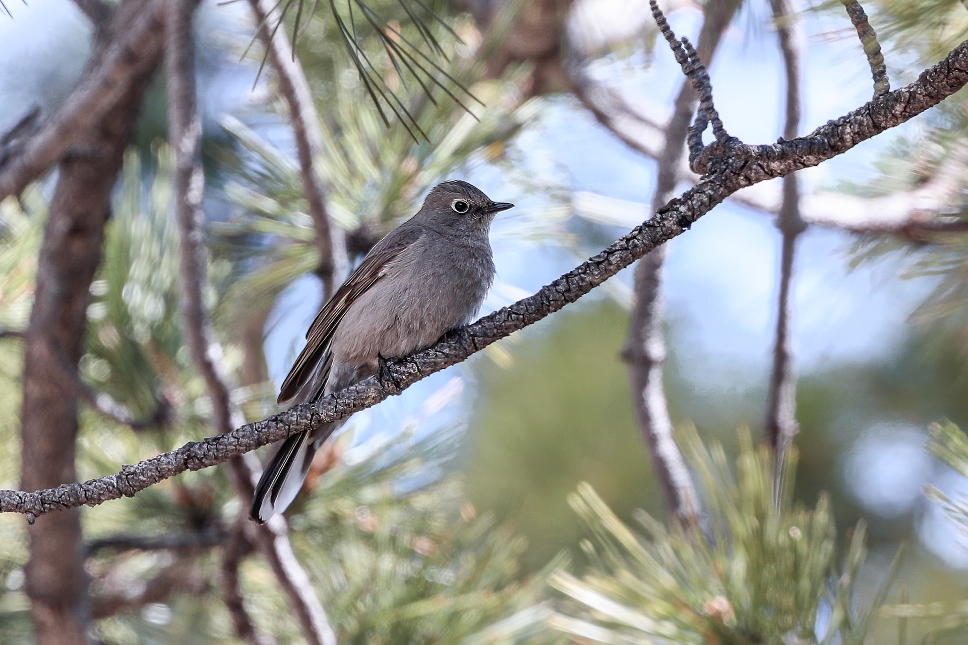 Townsend Solitaire