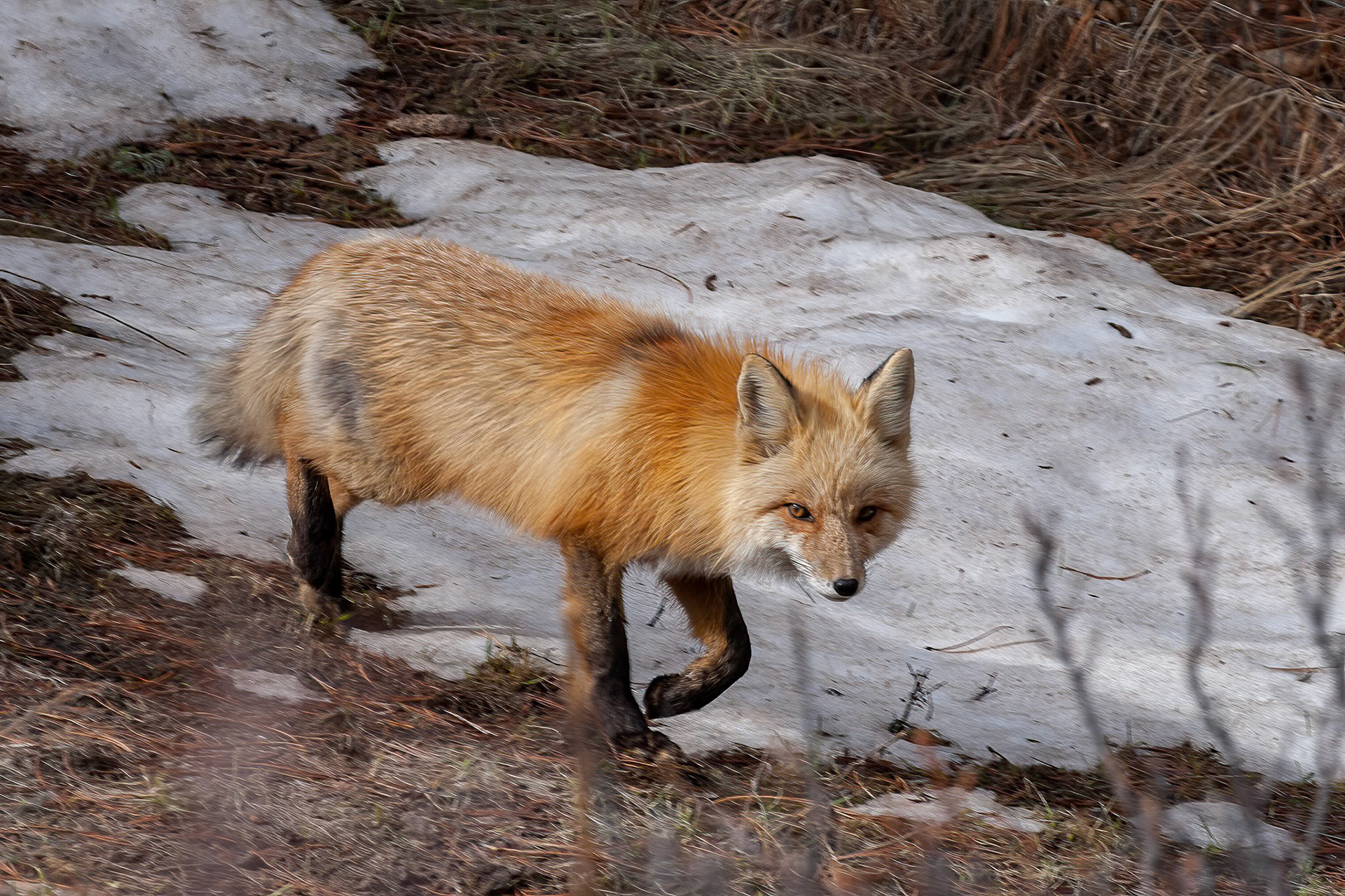 Red Fox