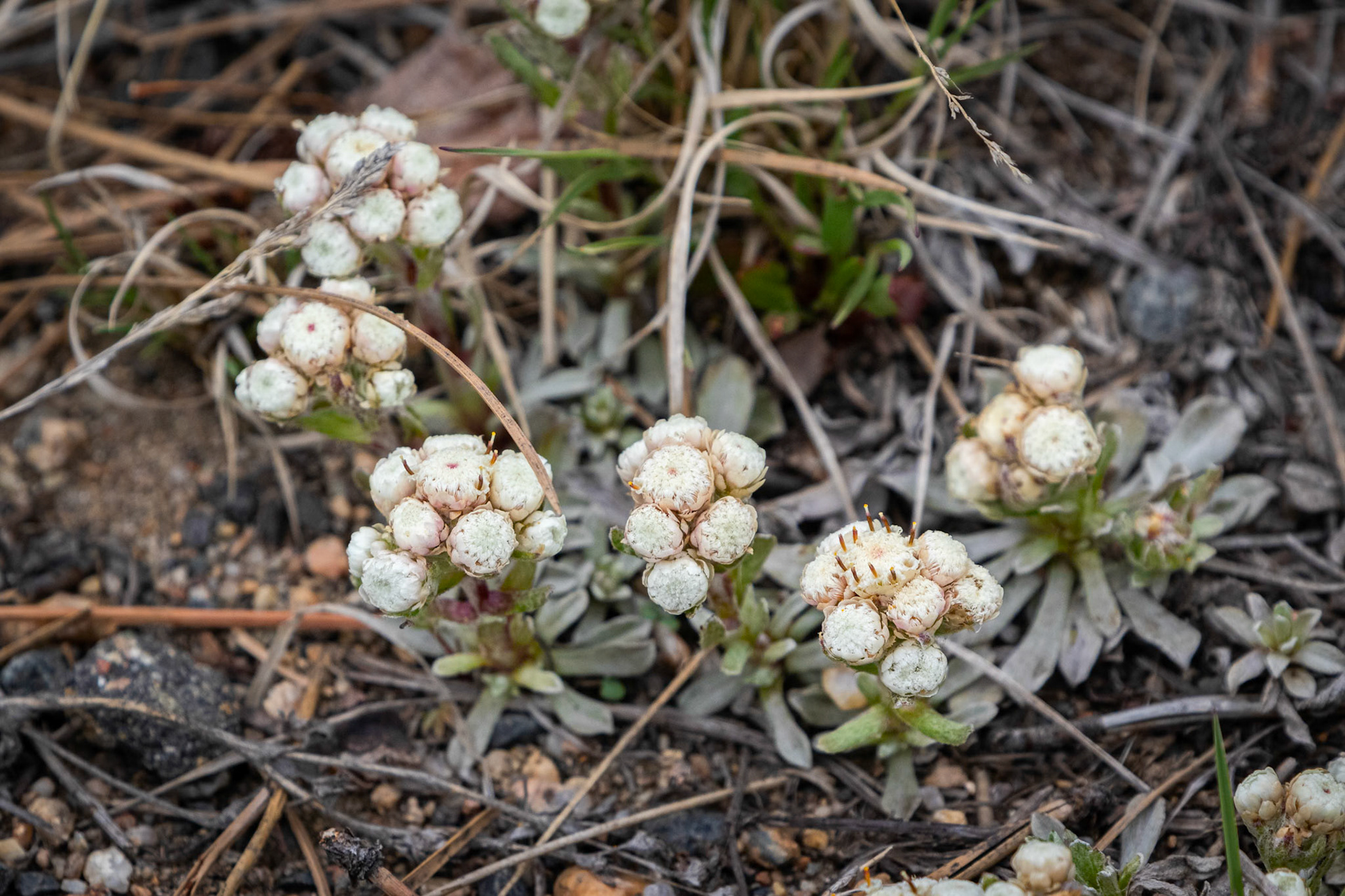 Small-leaf Pussy Toes