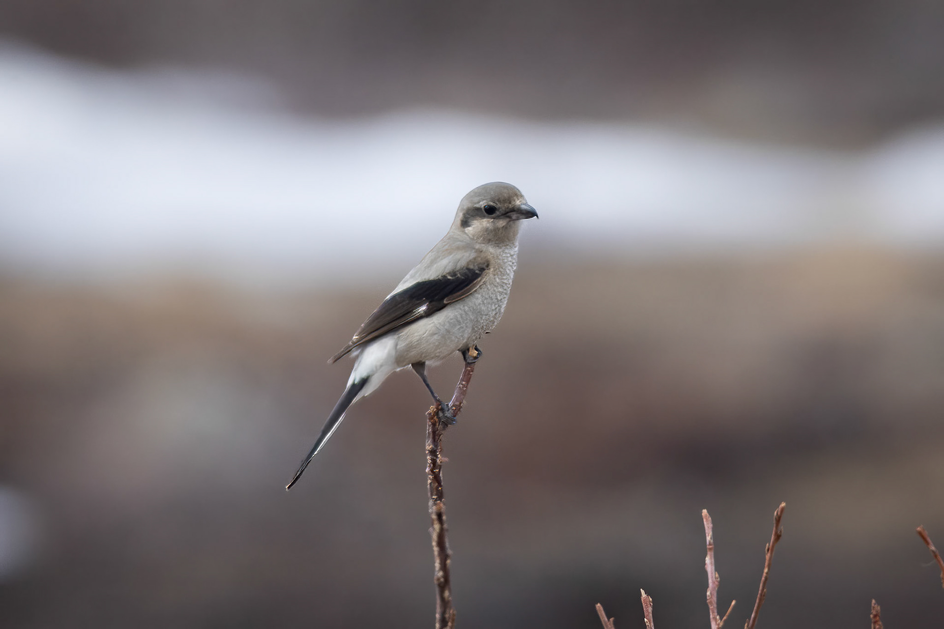 Northern Shrike