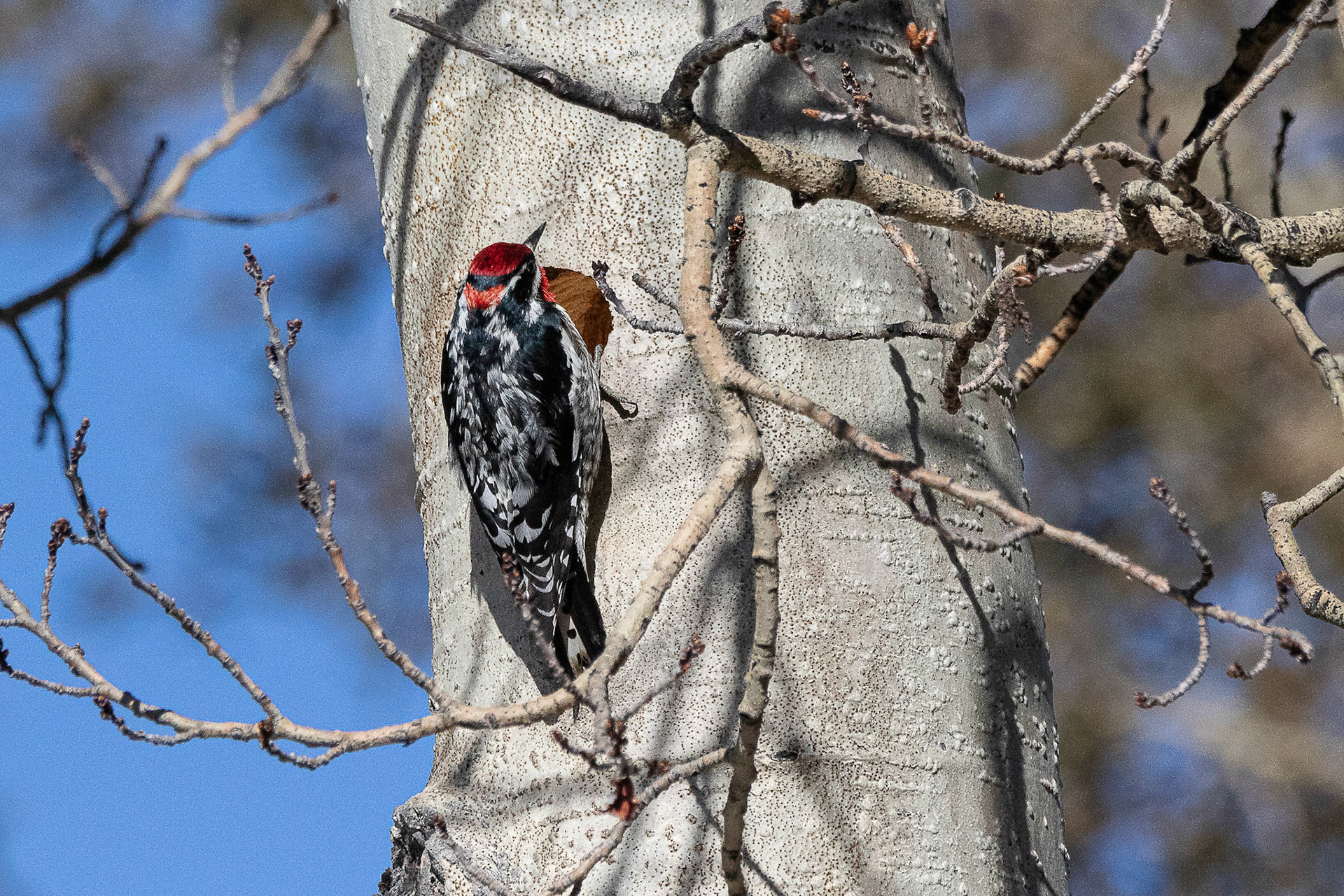 Red-naped Sapsucker