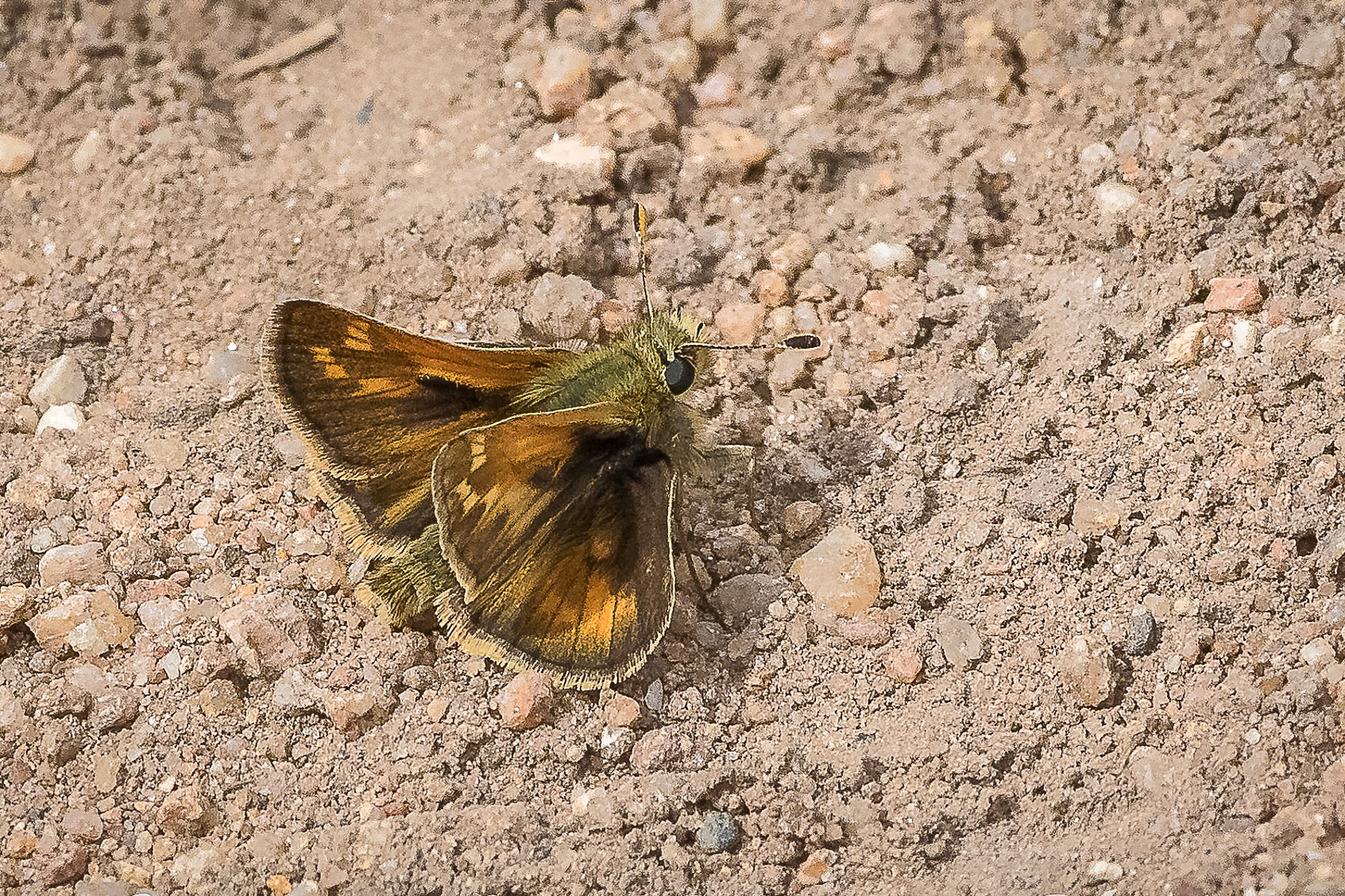Common Branded Skipper