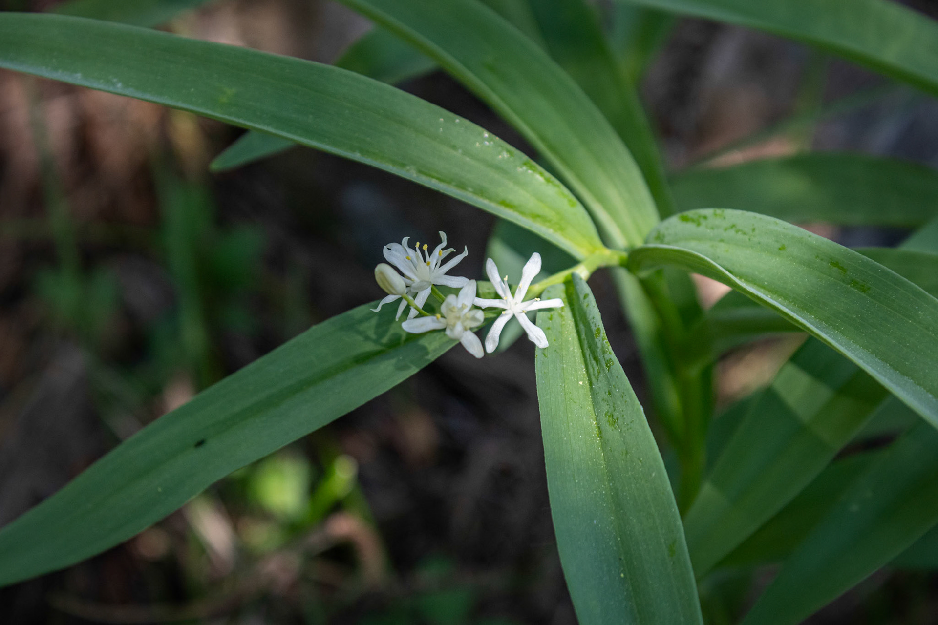 Star-flowered Lily Of The Valley