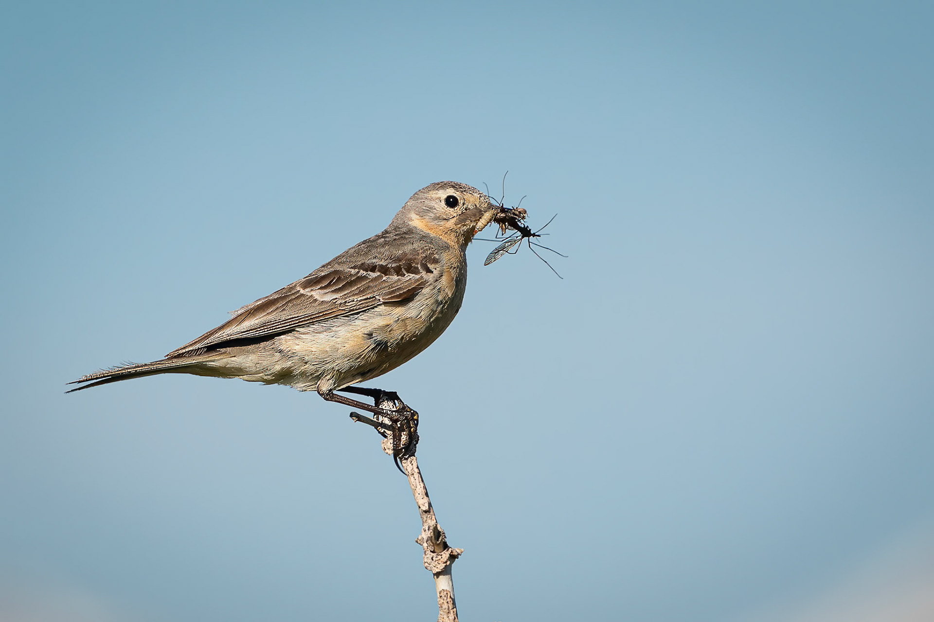 American Pipit
