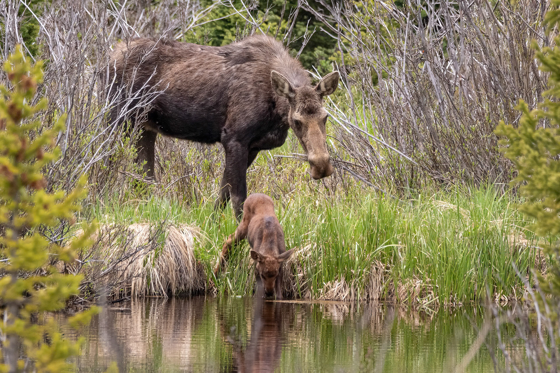 Cow Moose and Calf