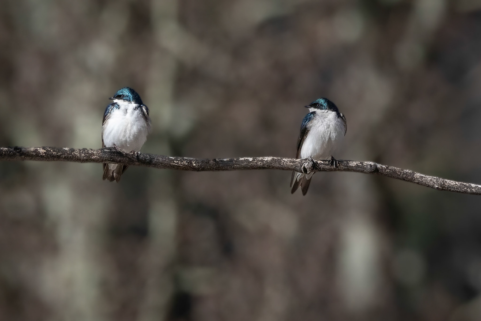 Tree Swallow