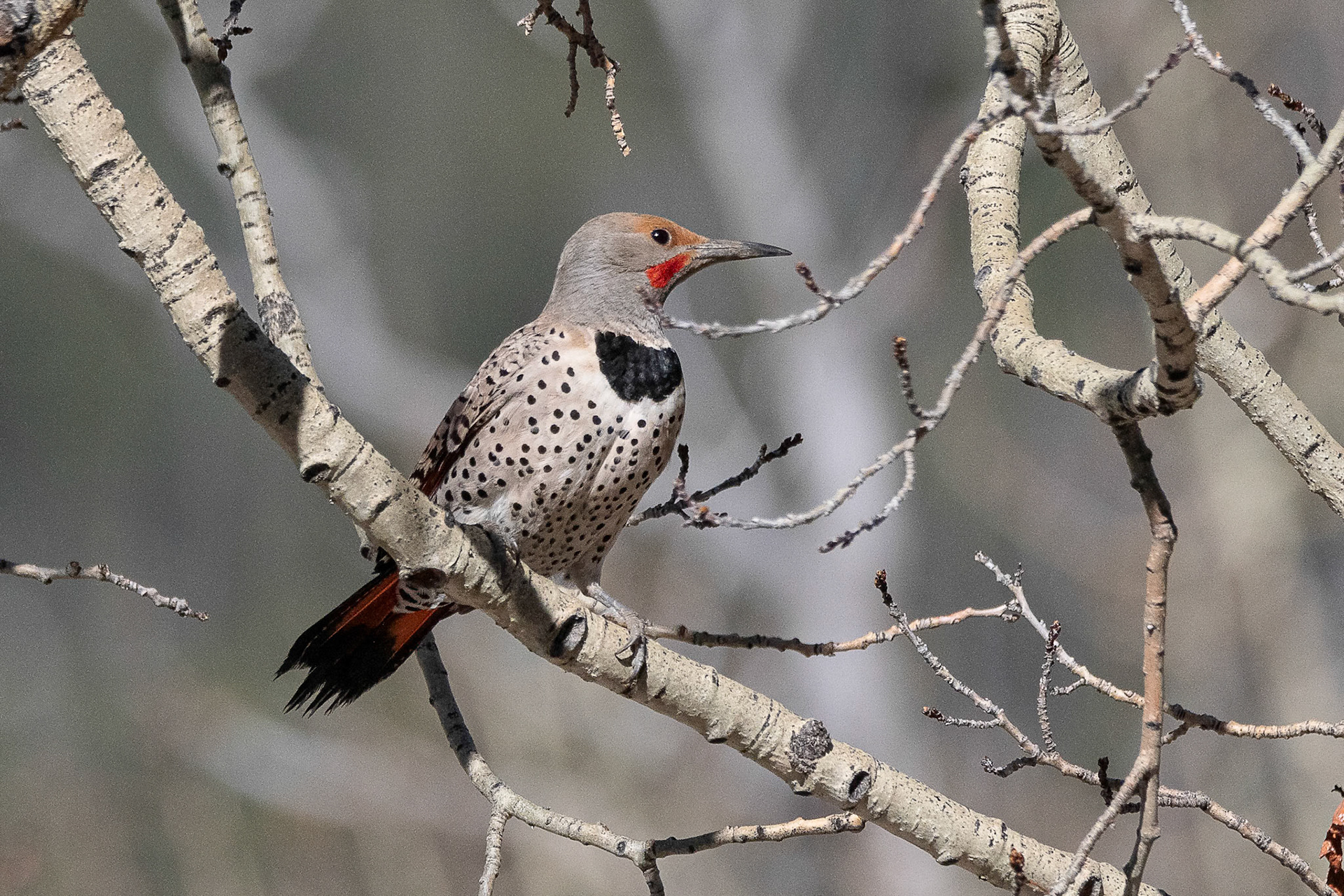 Northern Flicker