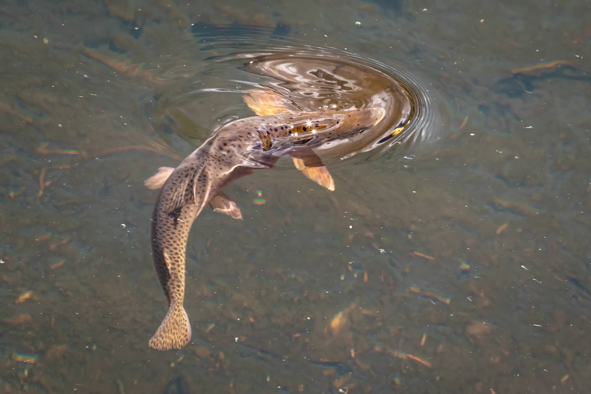 Cutthroat Trout Rise To Take A Midge At The Loch