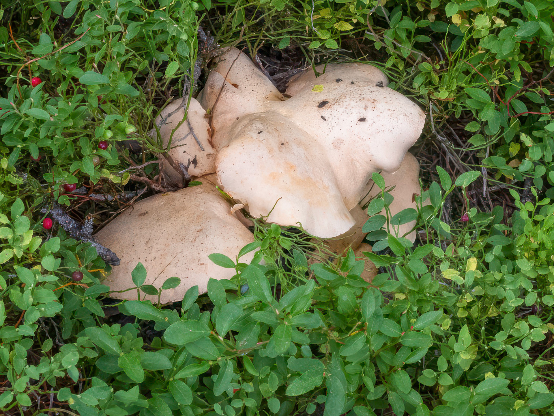 Tricholoma sp.