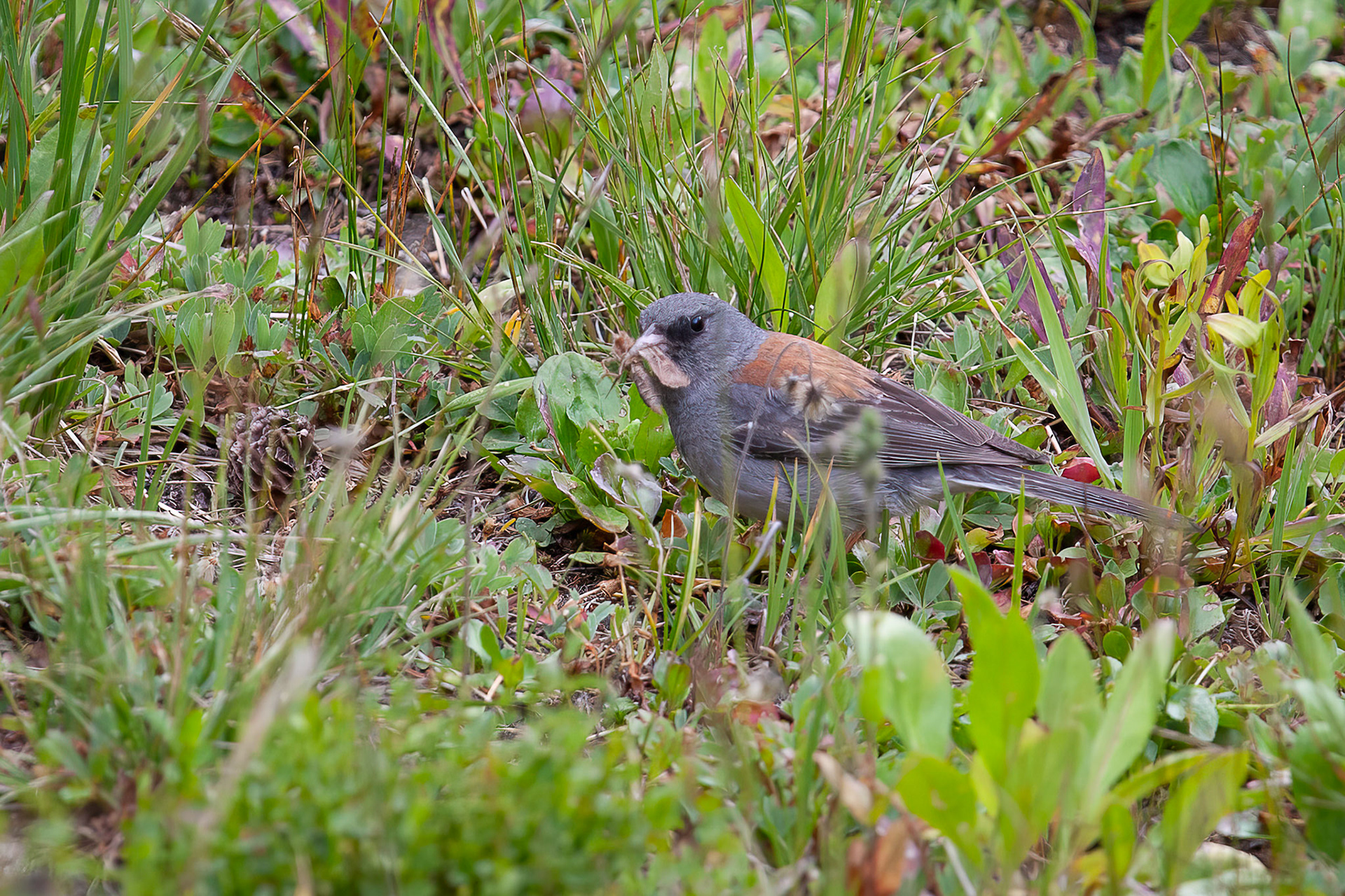 Dark-eyed Junco, red backed