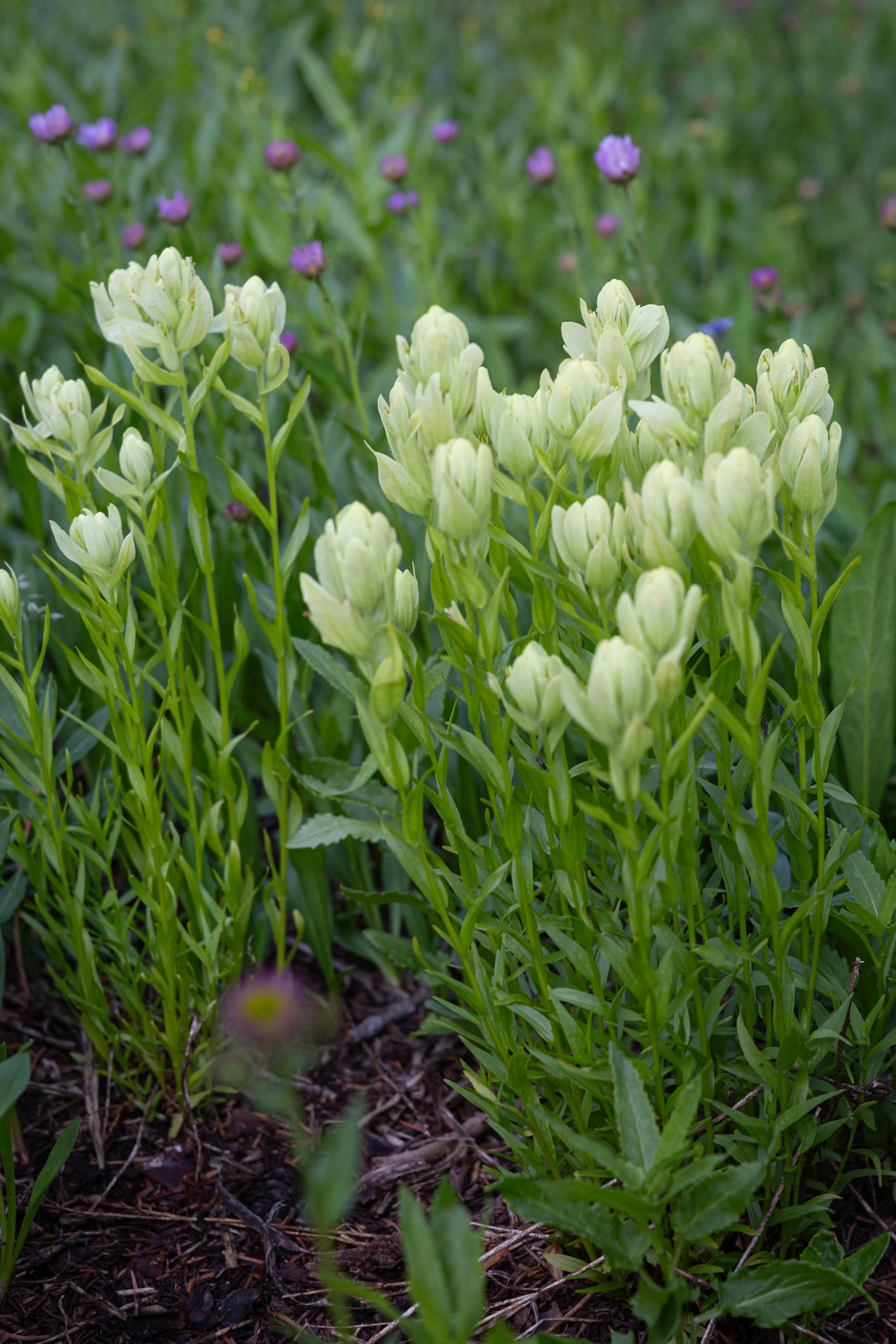 Paintbrush,  Western