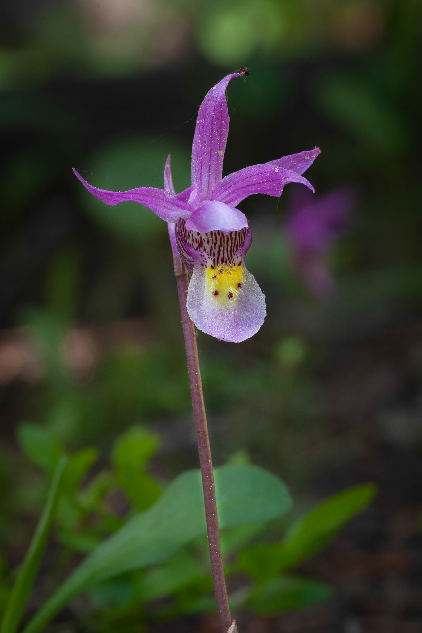 Calypso Orchid