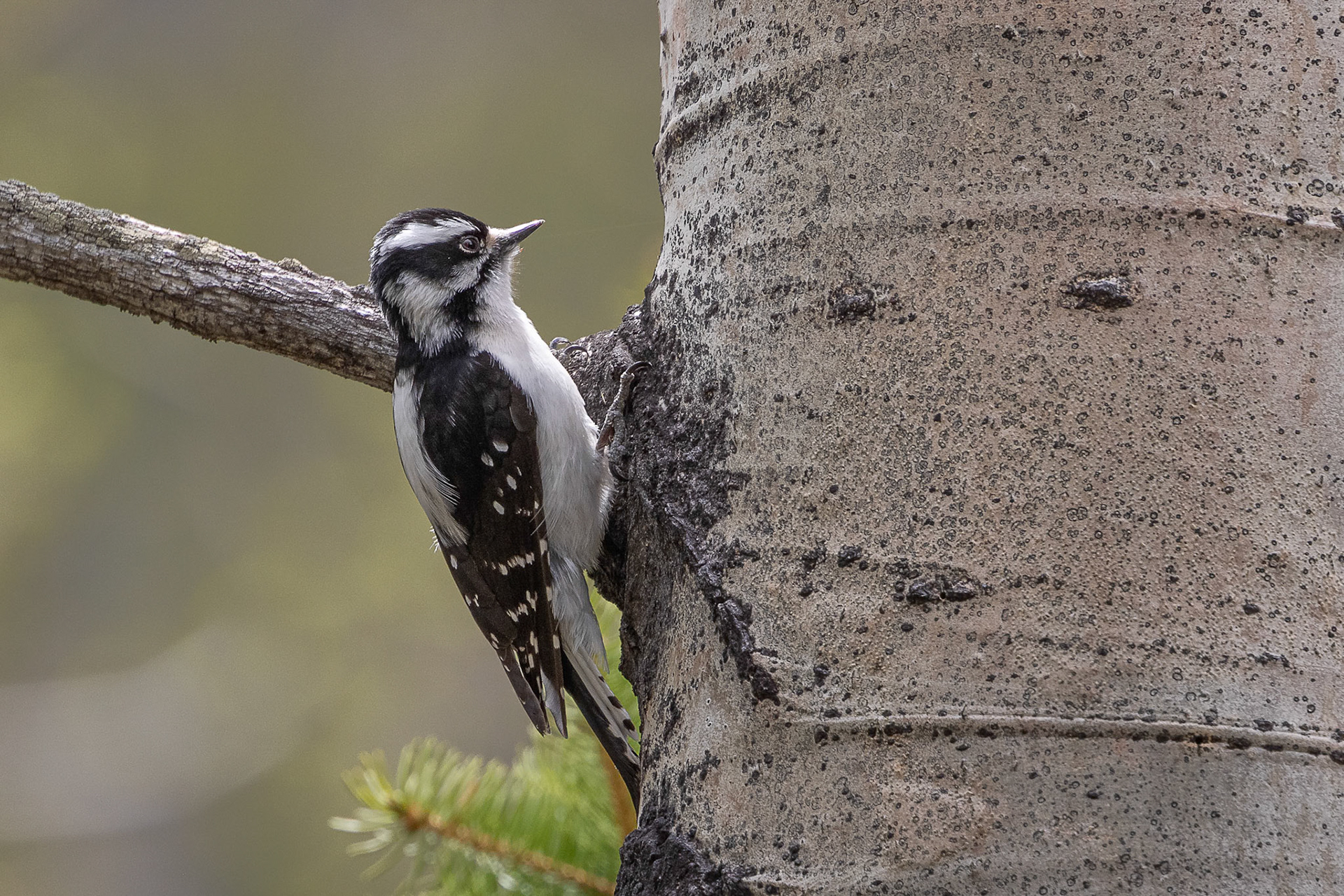 Hairy Woodpecker