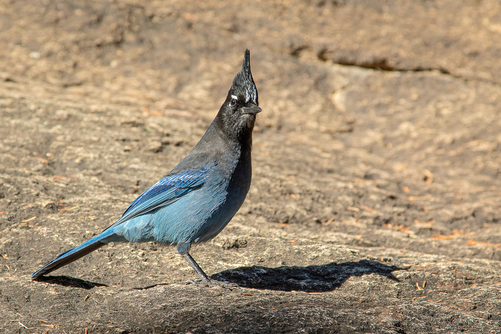Steller's Jay