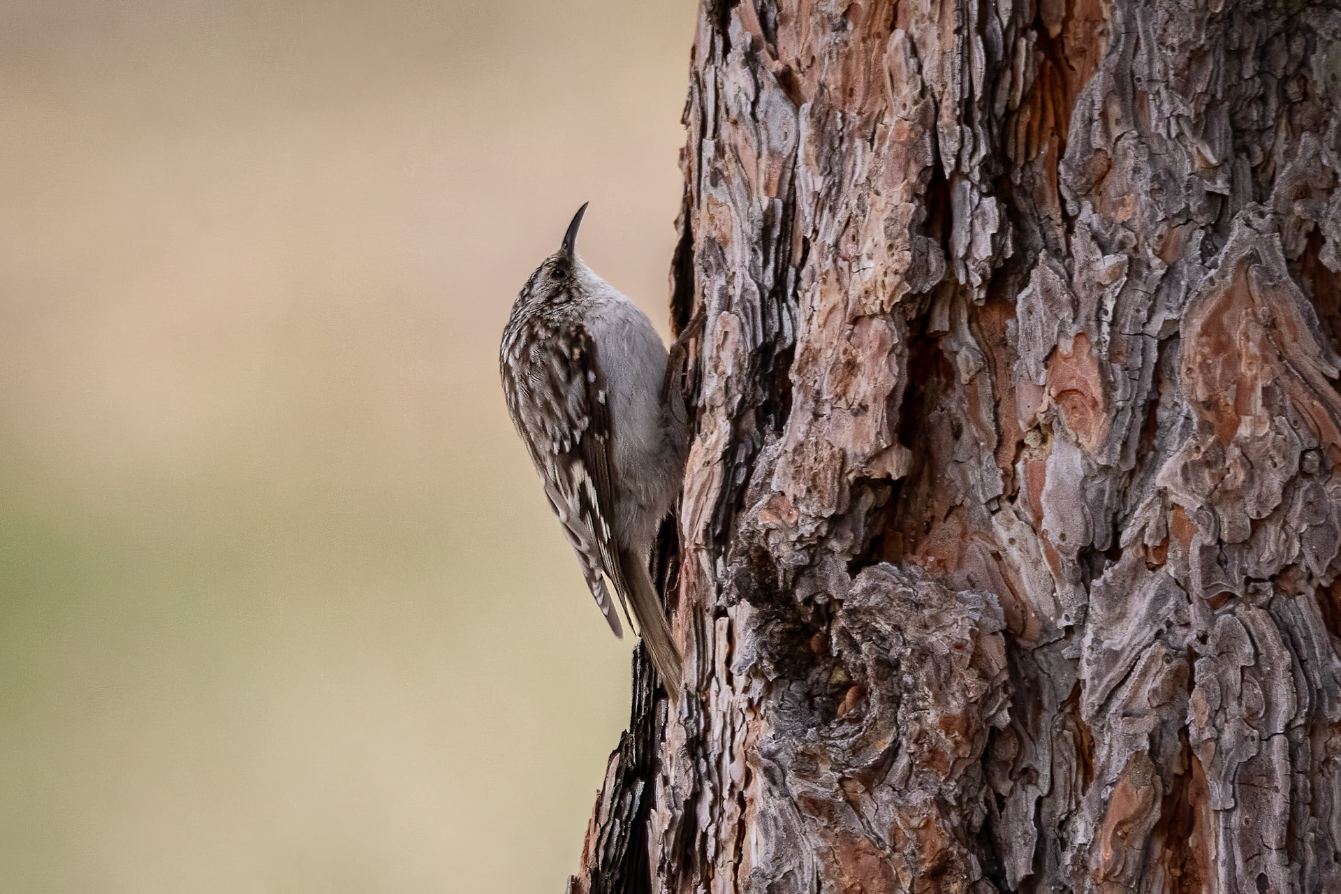 Brown Creeper