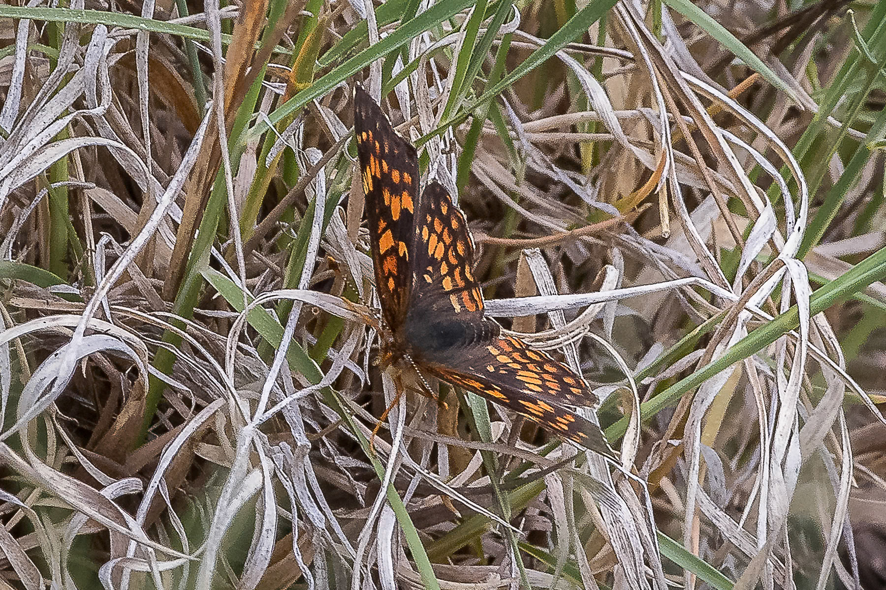 Gorgone Crescentspot