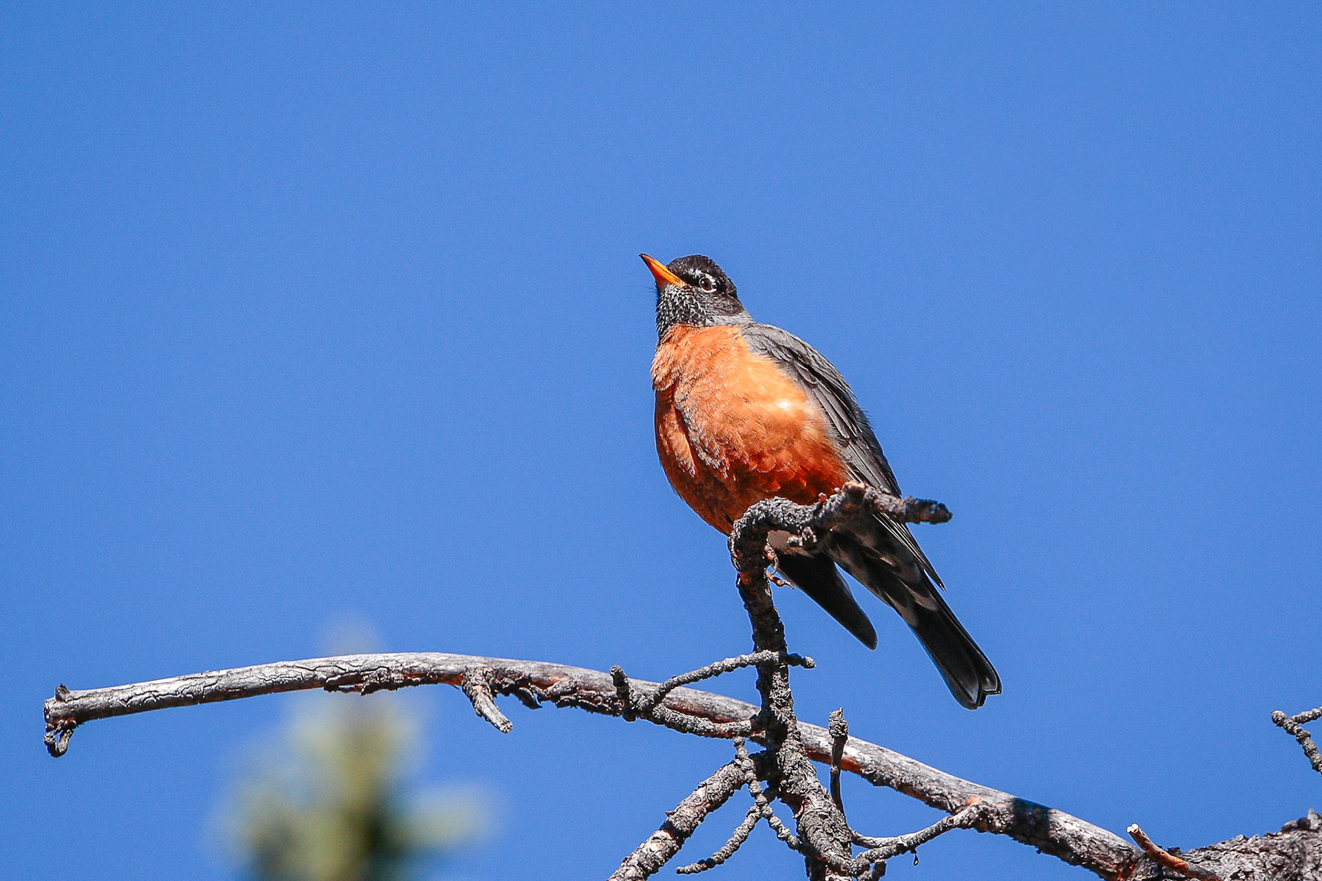 American Robin