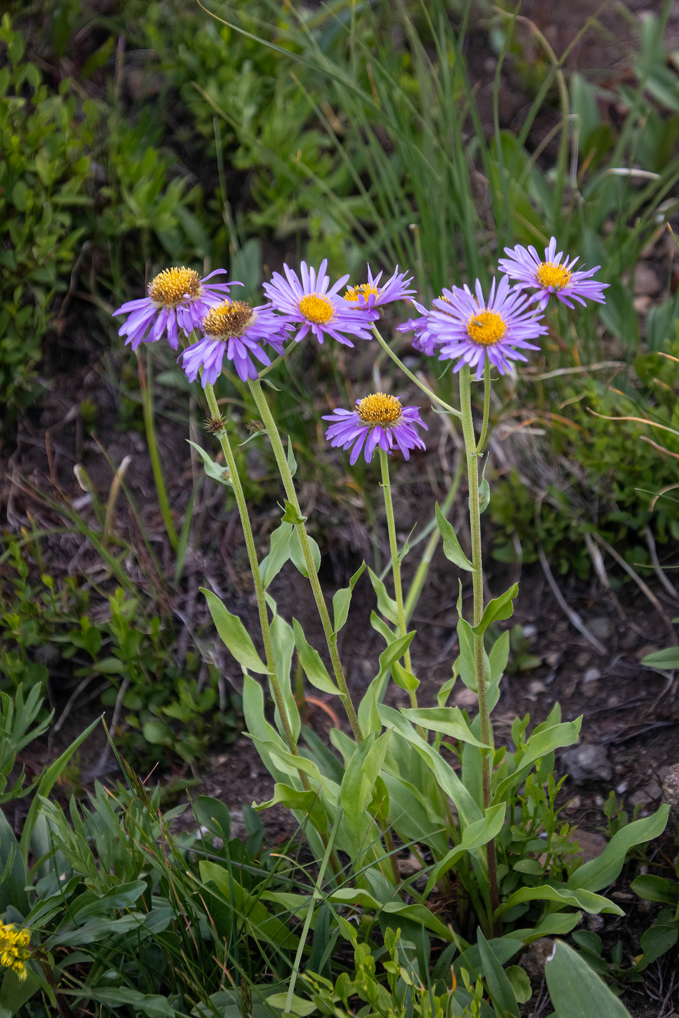 Tansy Aster