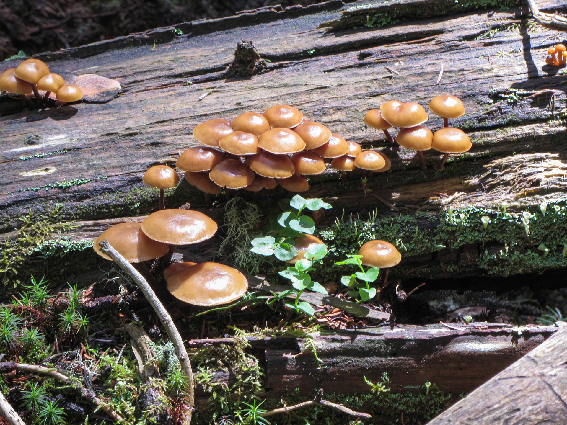 Armillaria sp.