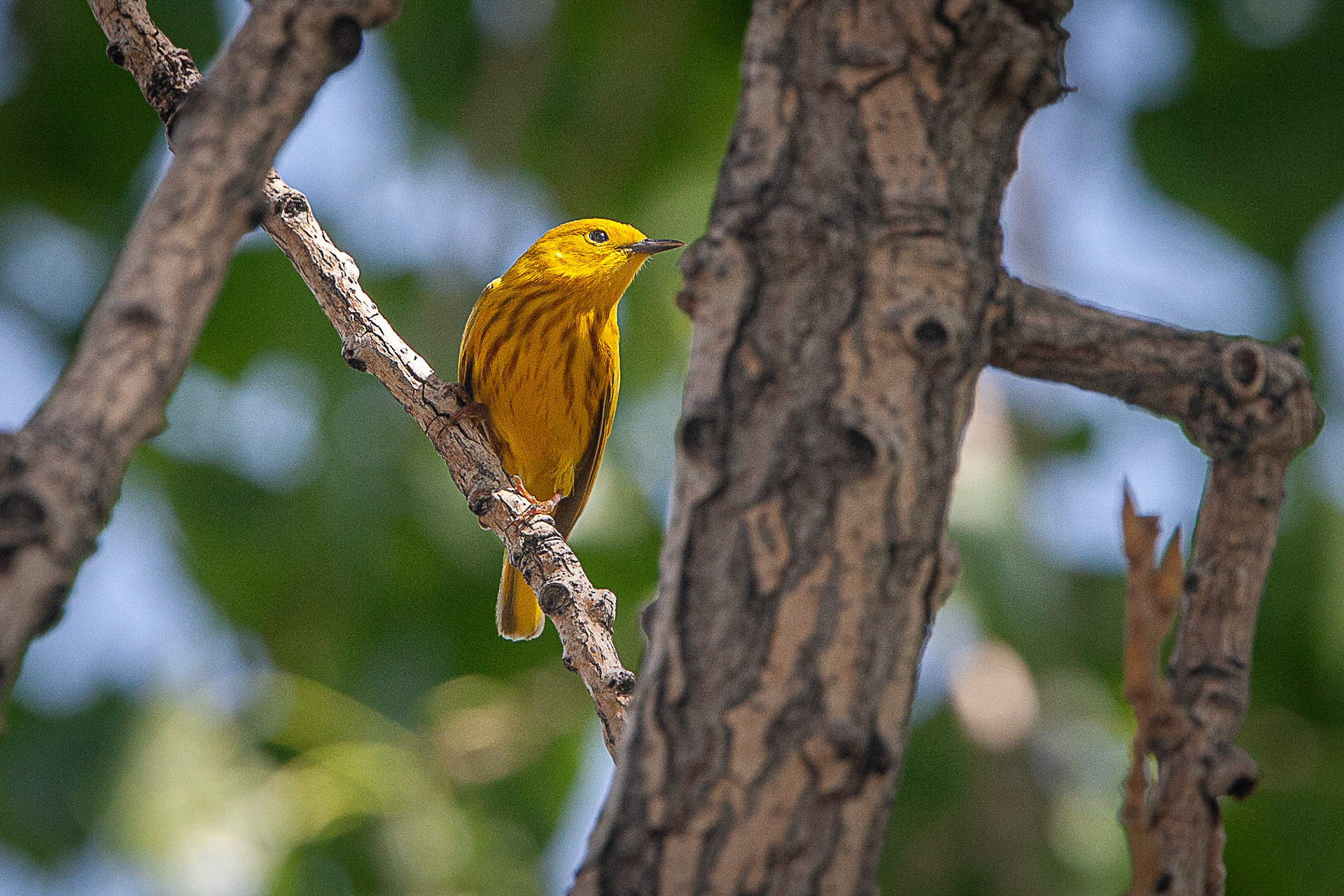 Yellow Warbler