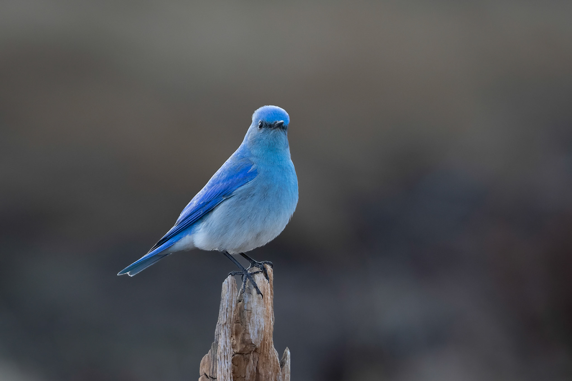 Mountain Bluebird