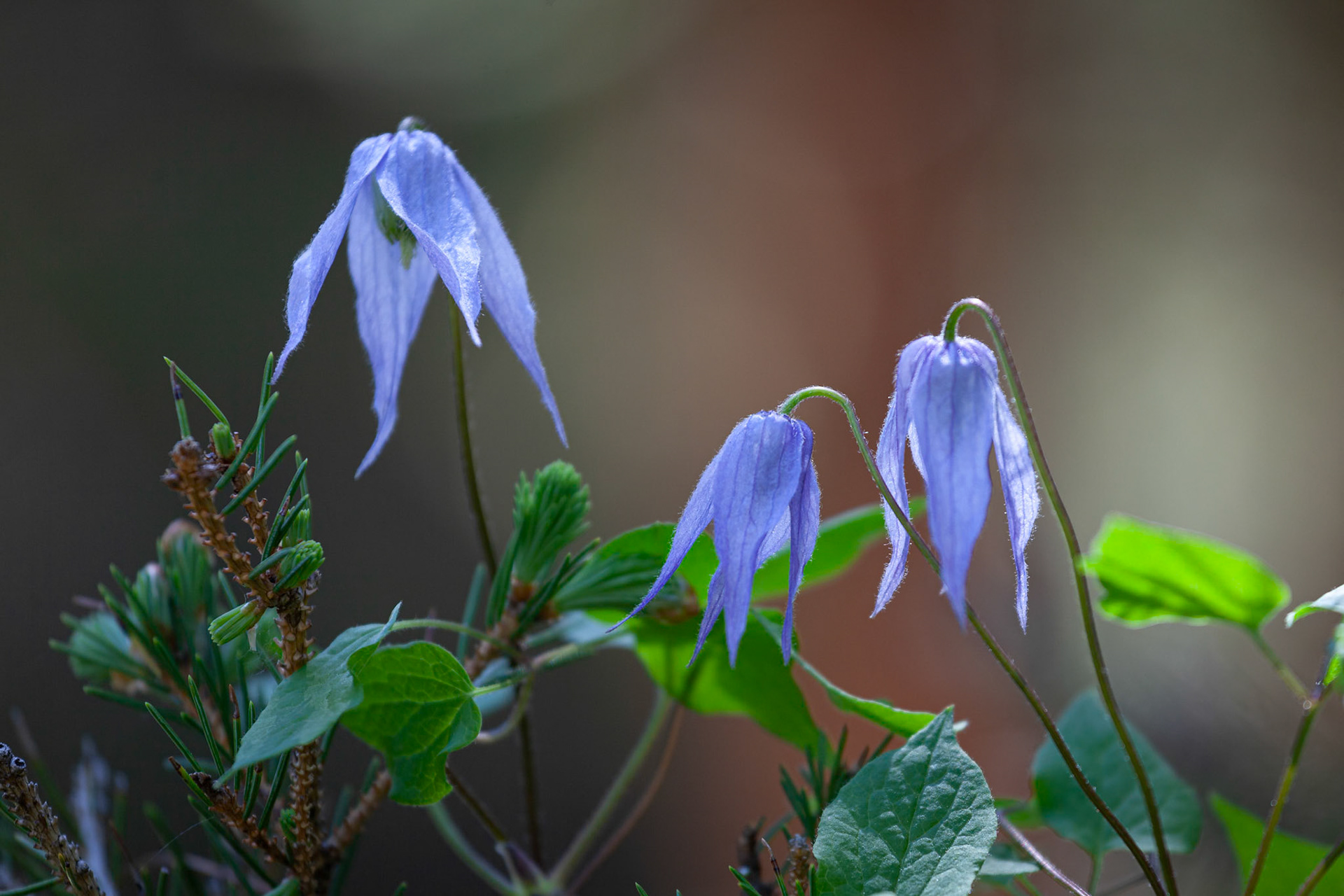 Rock Clematis