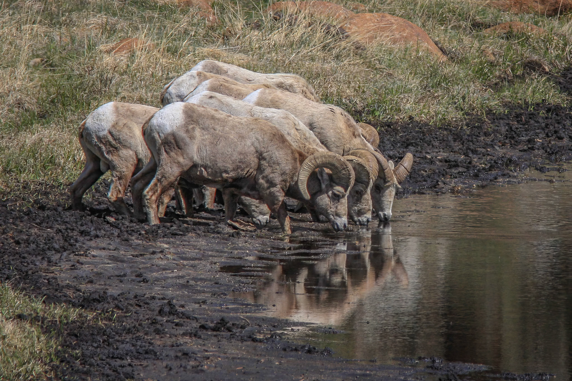Bighorn Rams at Sheep Lakes