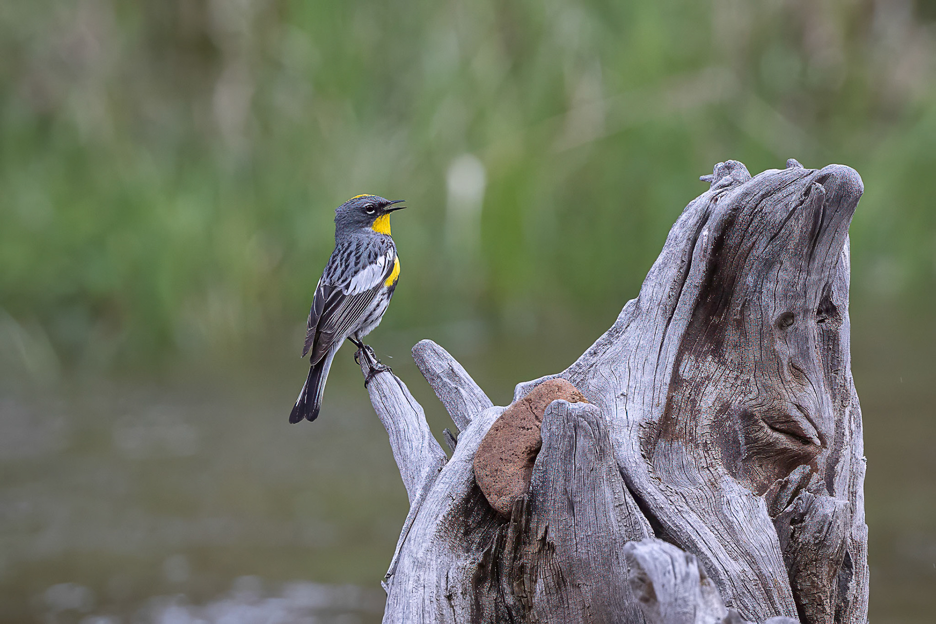 Yellow-rumped Warbler
