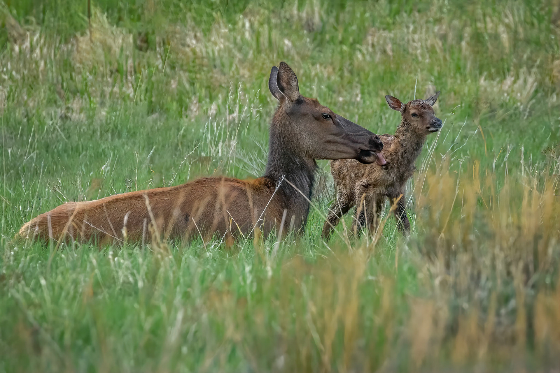 Cow Elk and Newborn Calf
