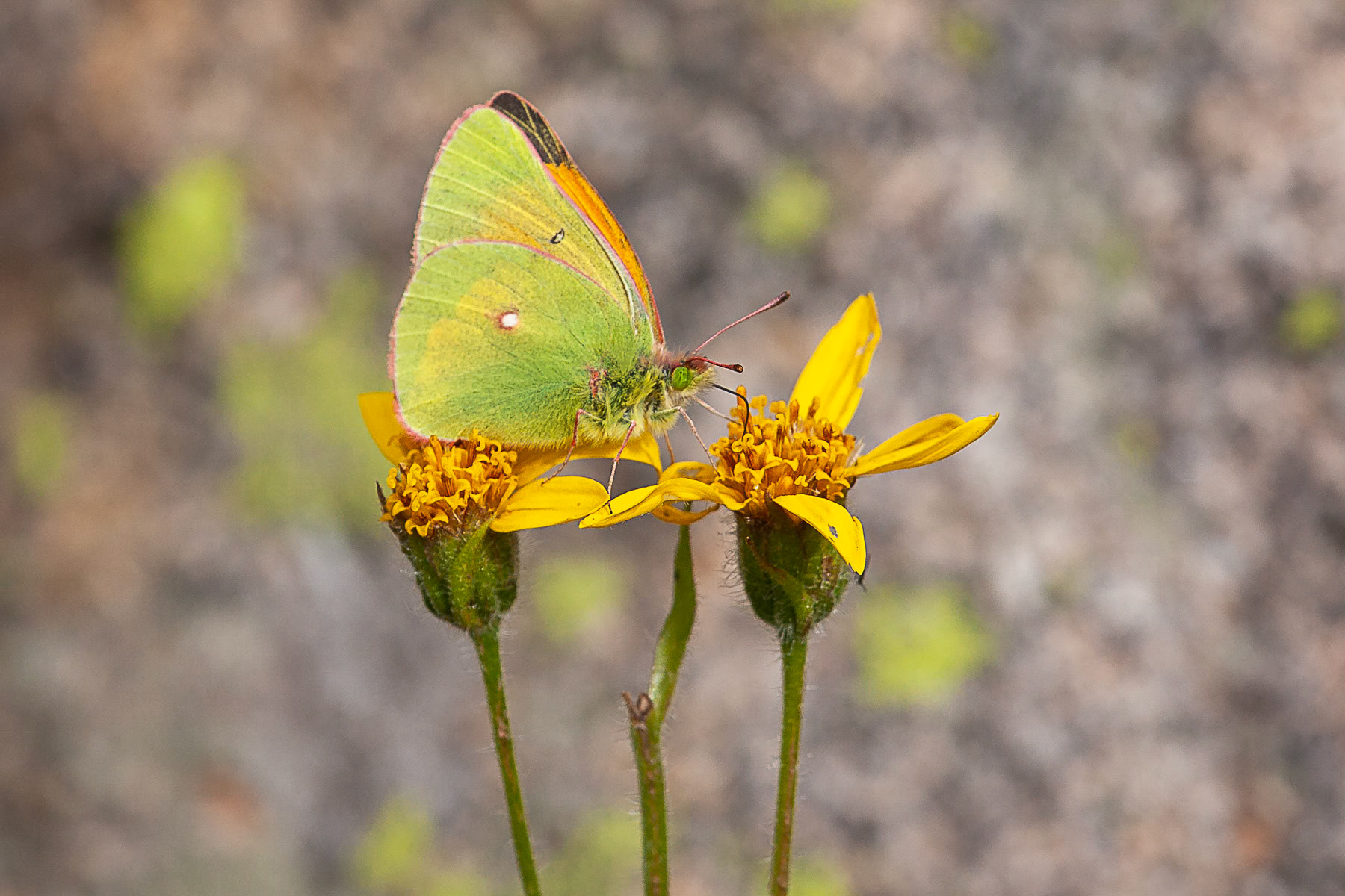 Orange Sulphur